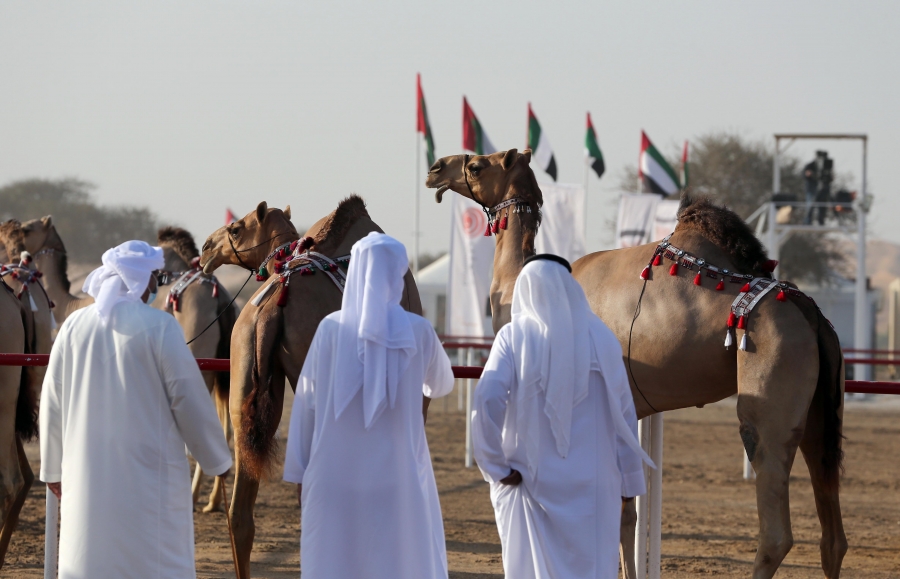 مهرجان محمد بن زايد لسباقات الهجن ومزاينة الإبل يعلن عن دليل المشاركين في المزاينة