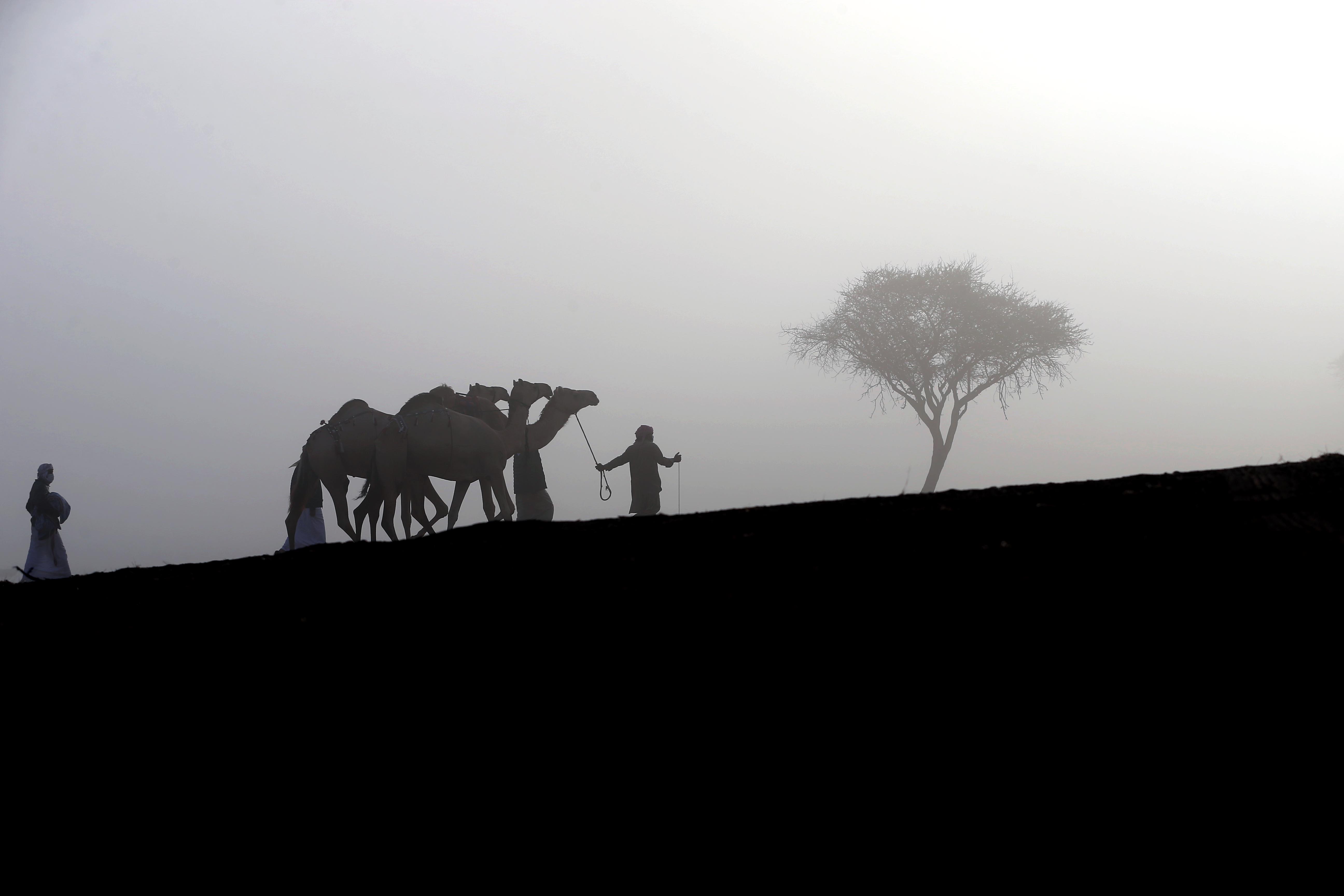 مهرجان محمد بن زايد لسباقات الهجن ومزاينة الإبل يعلن عن دليل المشاركين في المزاينة