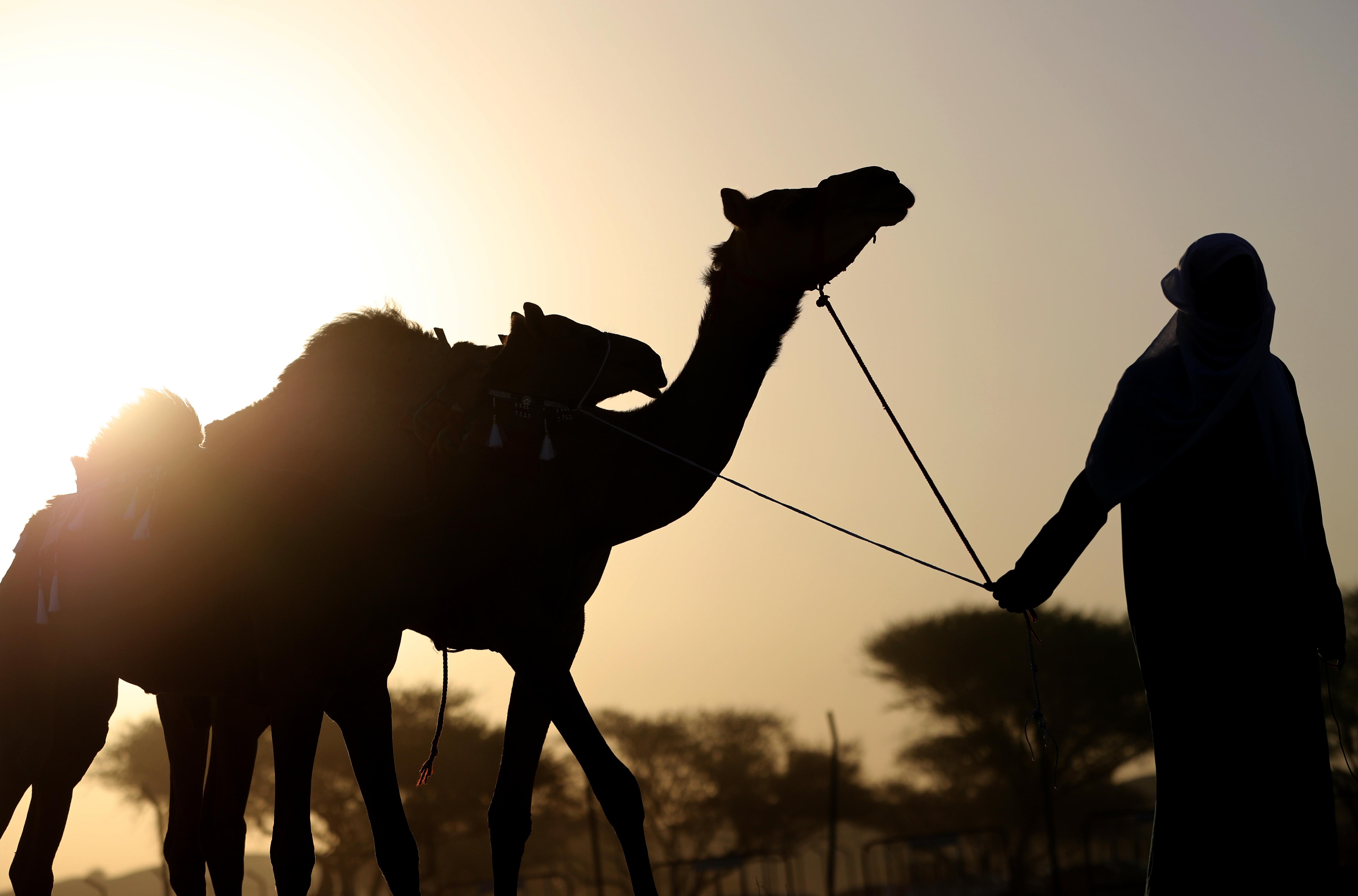 مهرجان محمد بن زايد لسباقات الهجن ومزاينة الإبل يعلن عن دليل المشاركين في المزاينة