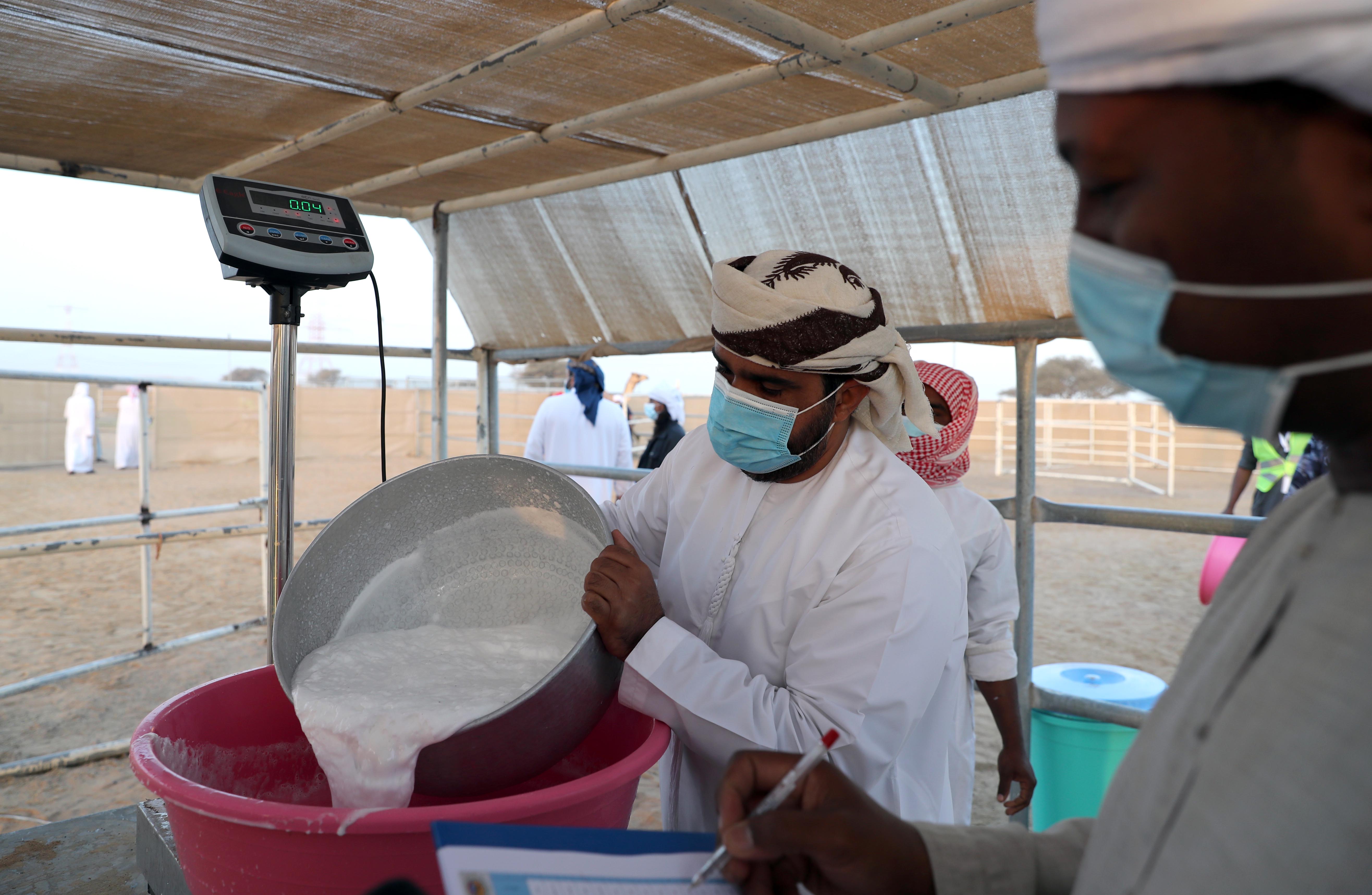 مهرجان محمد بن زايد لسباقات الهجن ومزاينة الإبل يعلن عن دليل المشاركين في المزاينة