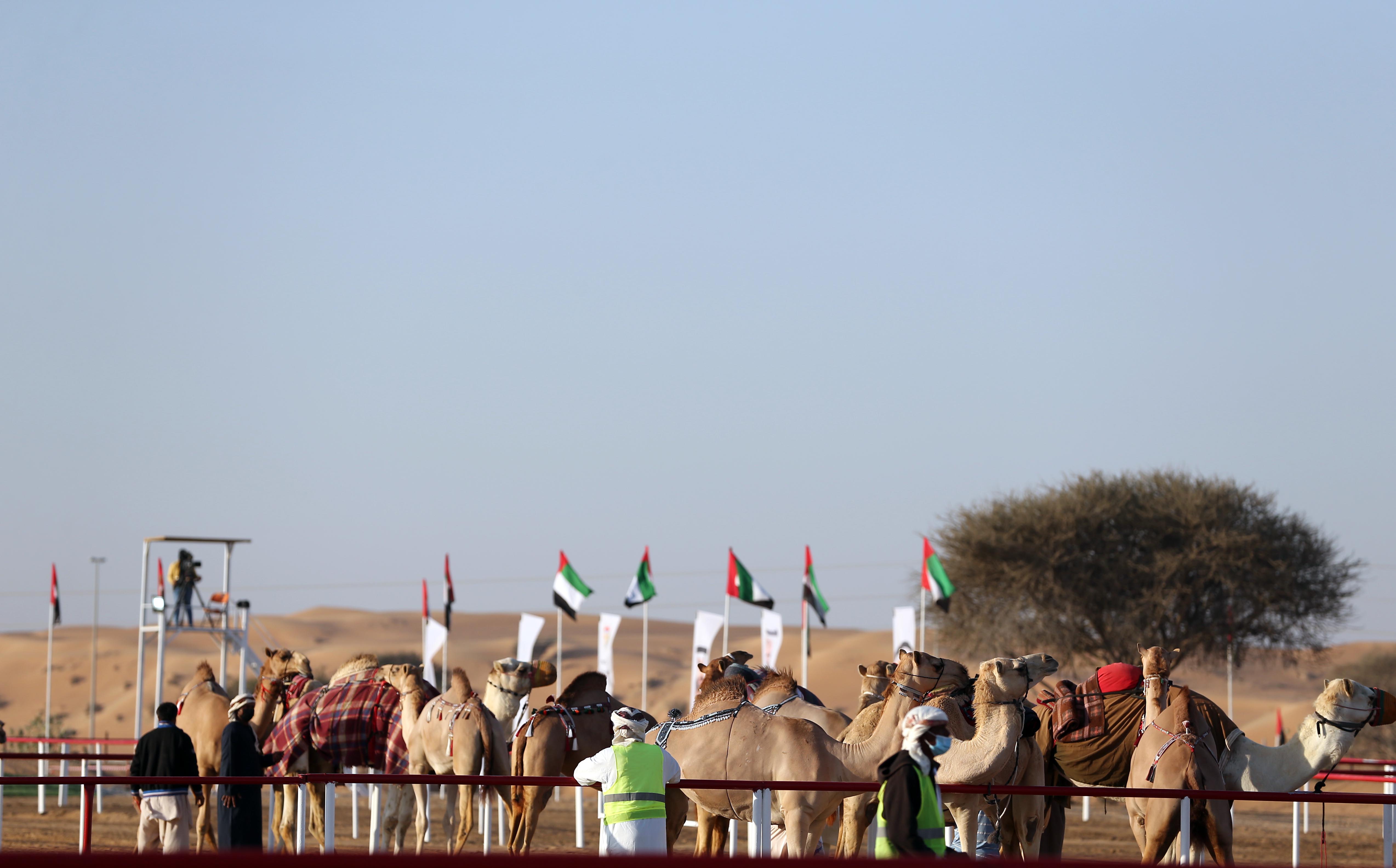 مهرجان محمد بن زايد لسباقات الهجن ومزاينة الإبل يعلن عن دليل المشاركين في المزاينة