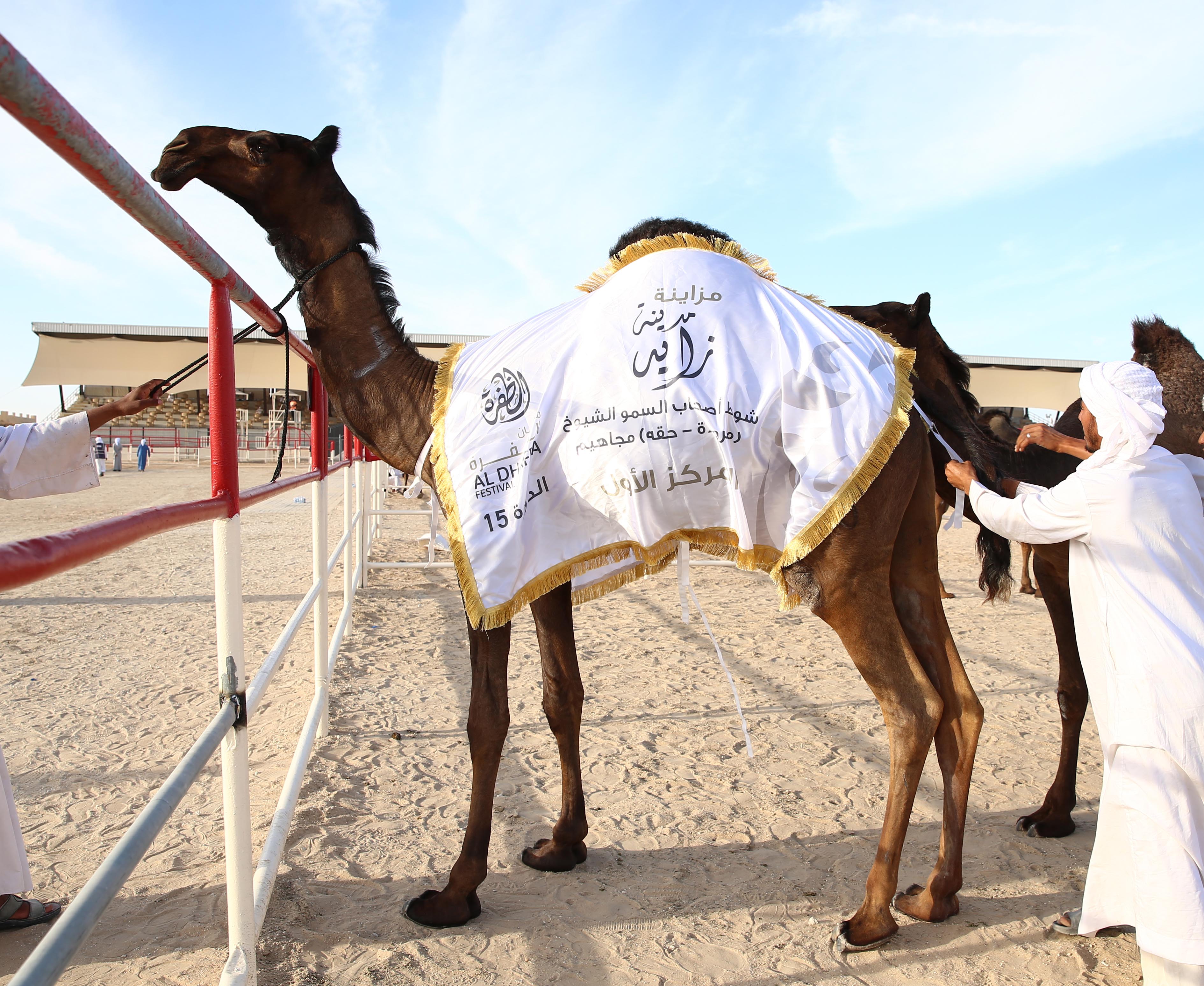 منافسات قوية بين مُلاك الإبل المجاهيم في مزاينة مدينة زايد