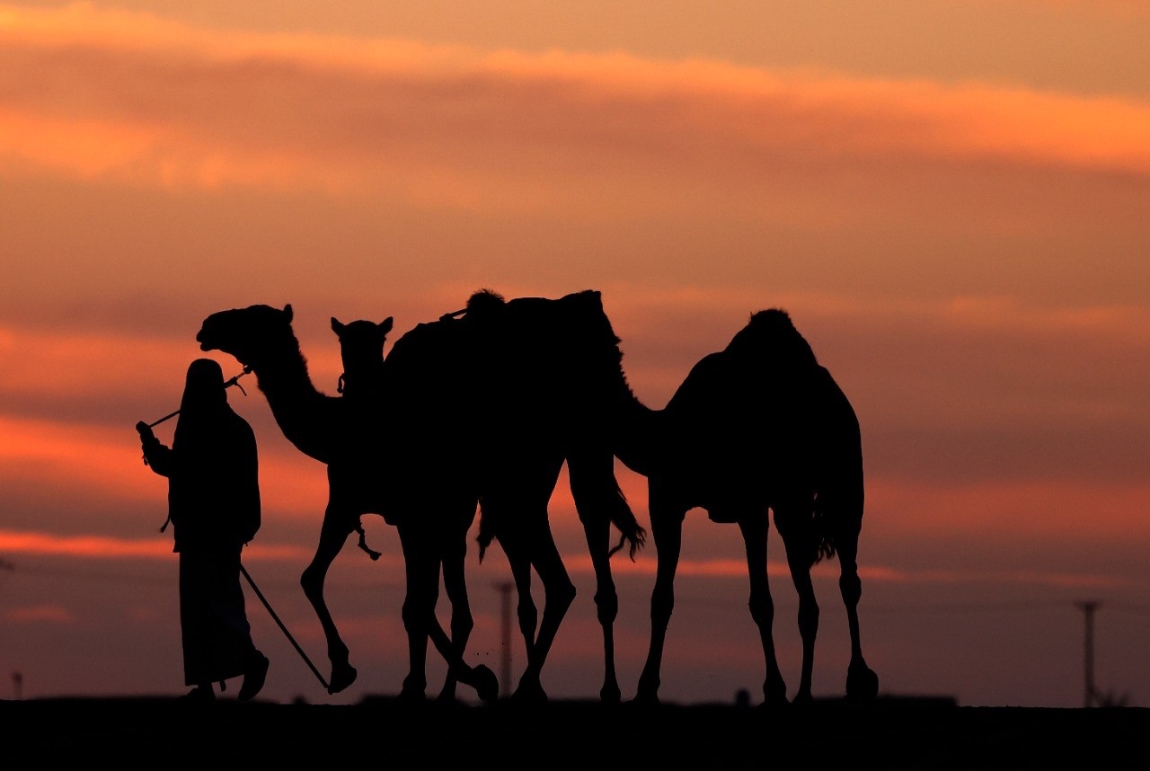 منافسات قوية بين مُلاك الإبل المجاهيم في مزاينة مدينة زايد