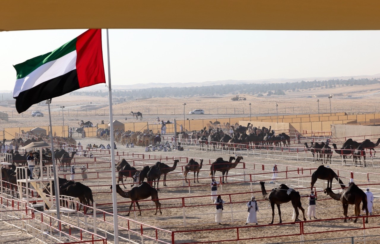 منافسات قوية بين مُلاك الإبل المجاهيم في مزاينة مدينة زايد