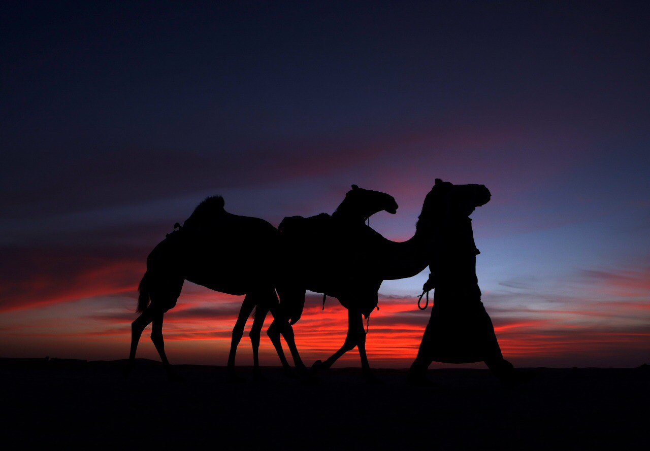 منافسات قوية بين مُلاك الإبل المجاهيم في مزاينة مدينة زايد