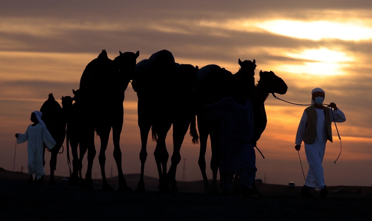 منافسات قوية بين مُلاك الإبل المجاهيم في مزاينة مدينة زايد