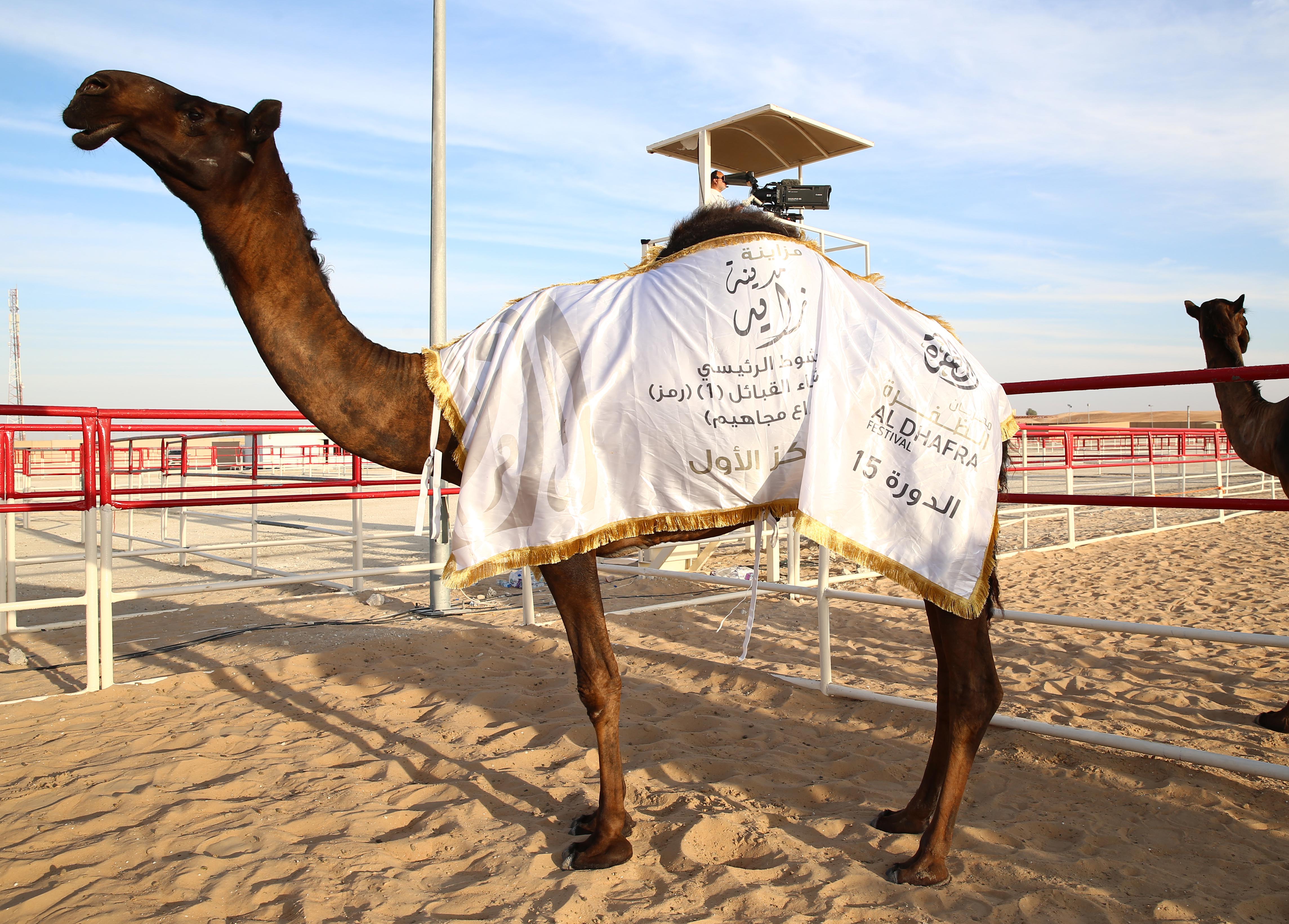 منافسات قوية بين مُلاك الإبل المجاهيم في مزاينة مدينة زايد