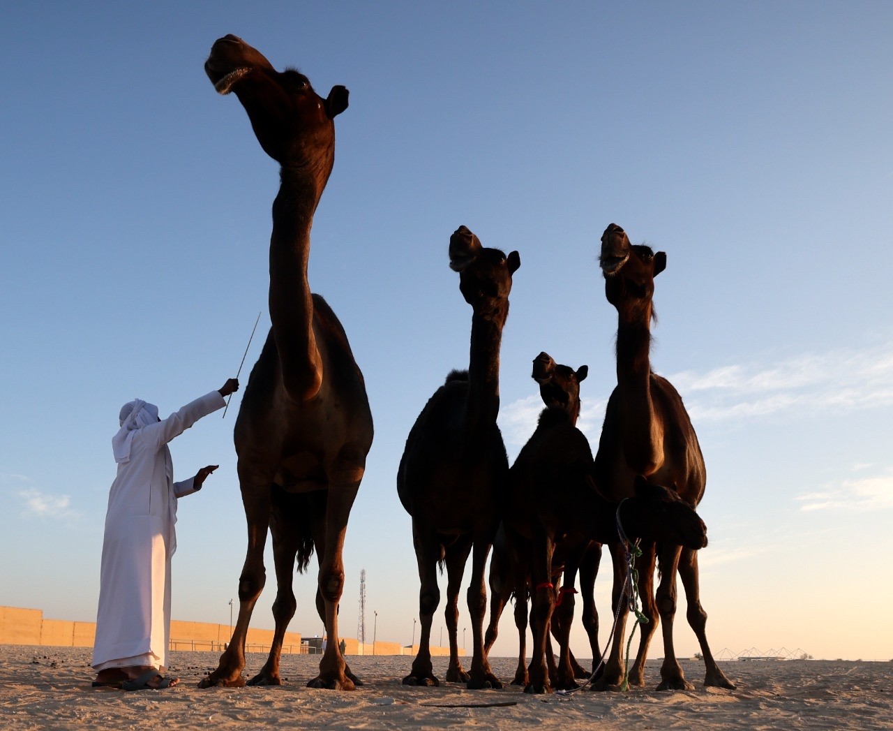 منافسات قوية بين مُلاك الإبل المجاهيم في مزاينة مدينة زايد