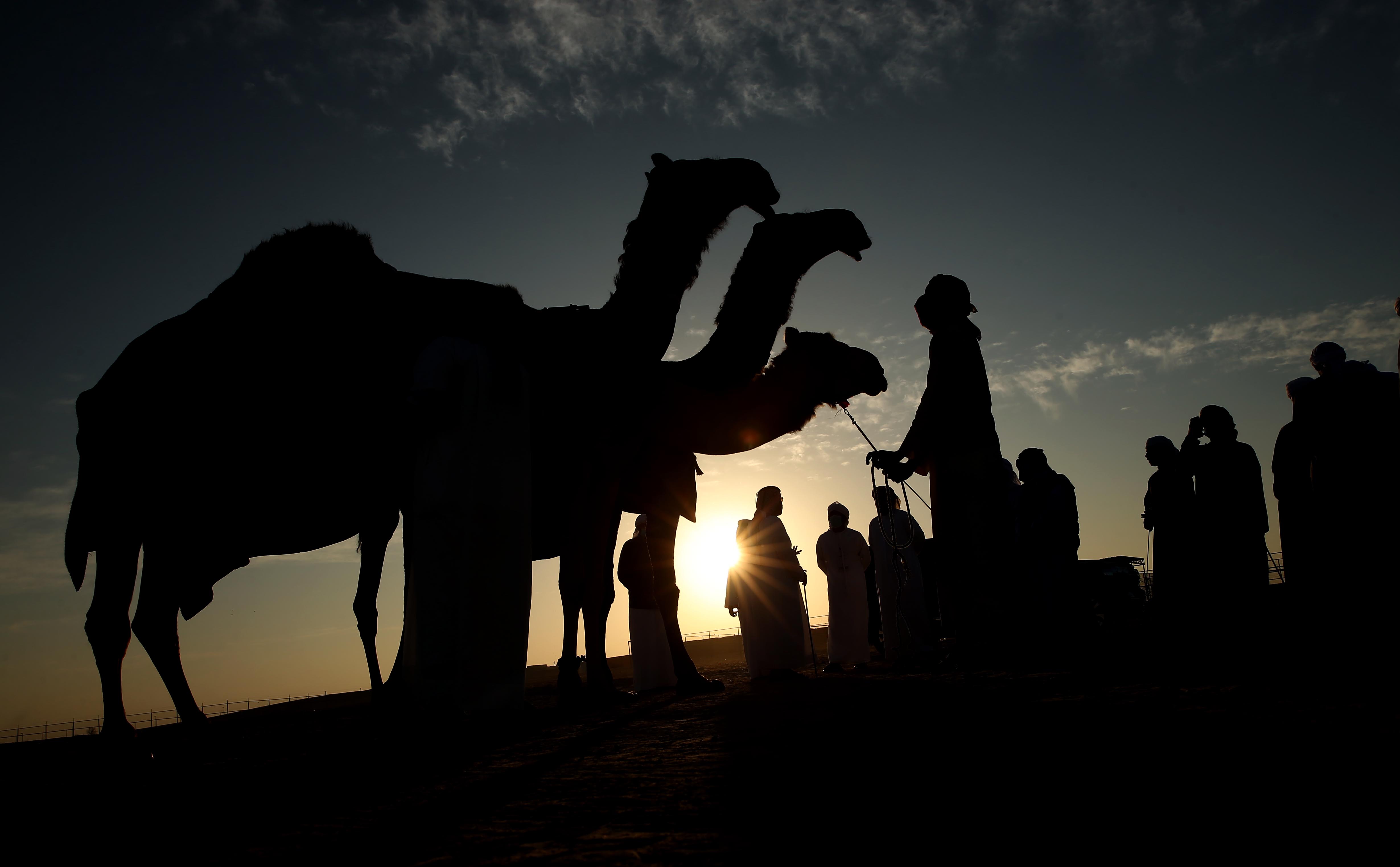 منافسات قوية بين مُلاك الإبل المجاهيم في مزاينة مدينة زايد