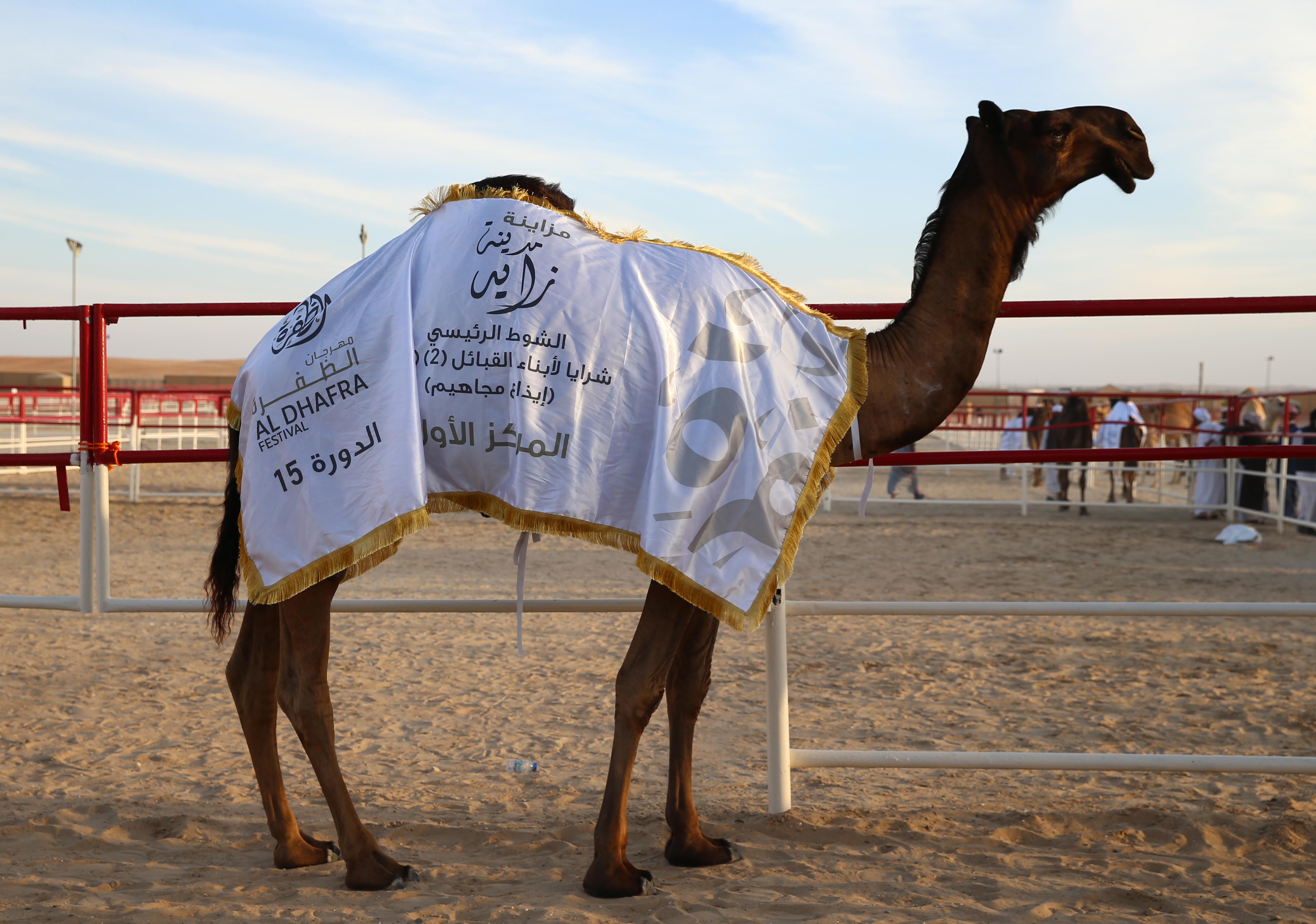 منافسات قوية بين مُلاك الإبل المجاهيم في مزاينة مدينة زايد