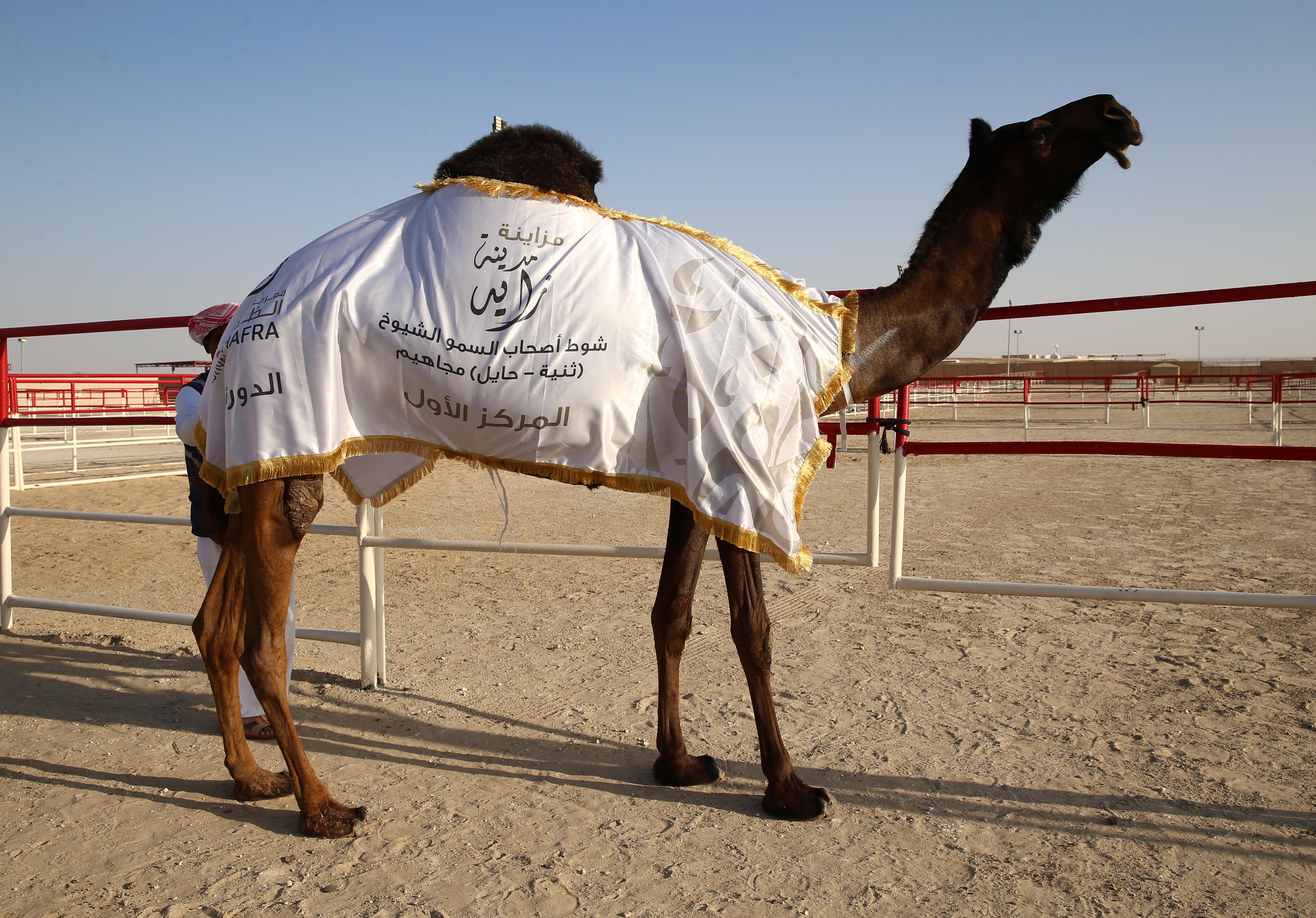 تتويج الفائزين في أشواط الثنايا  والحول المجاهيم في مزاينة مدينة زايد للإبل
