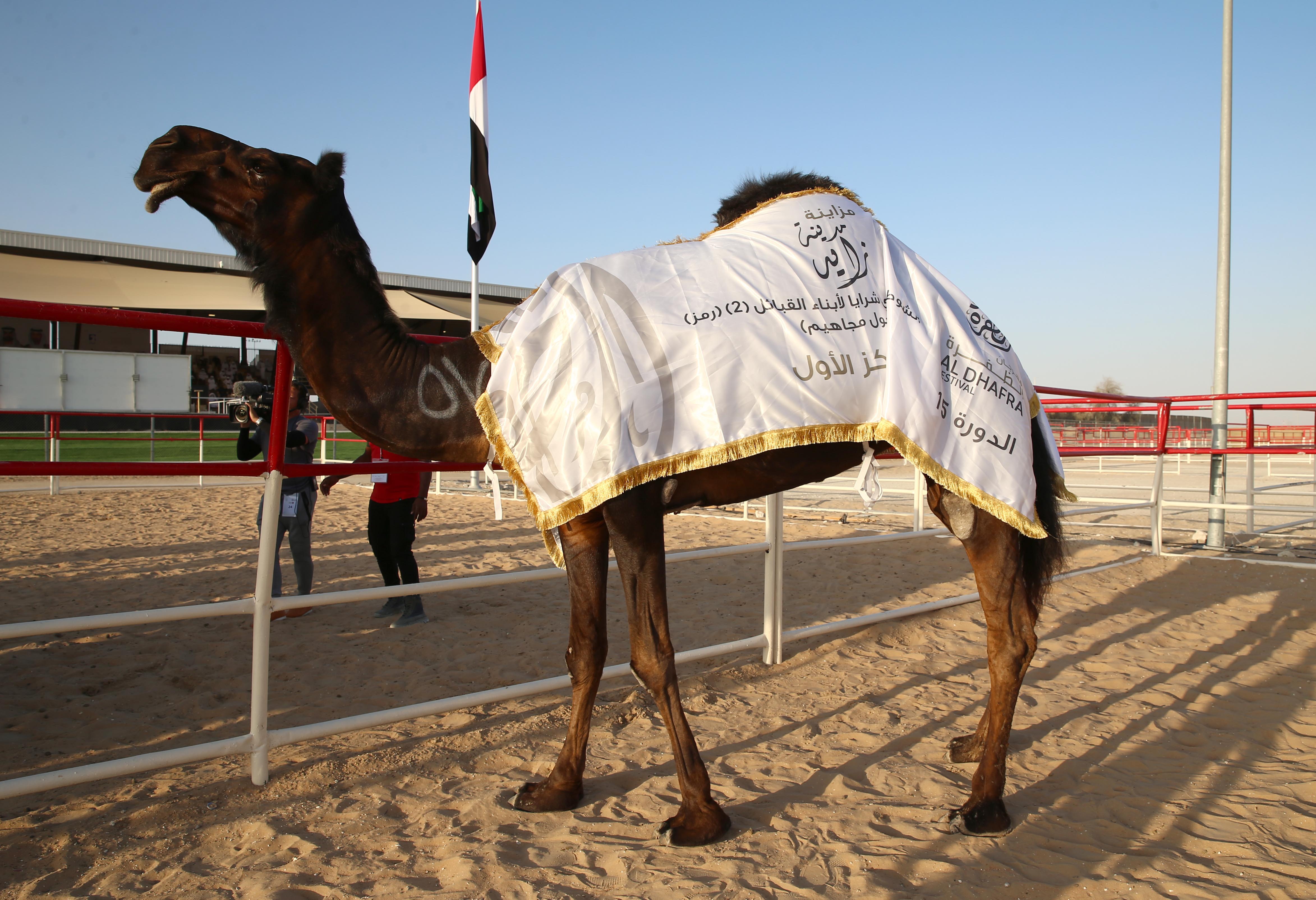 تتويج الفائزين في أشواط الثنايا  والحول المجاهيم في مزاينة مدينة زايد للإبل