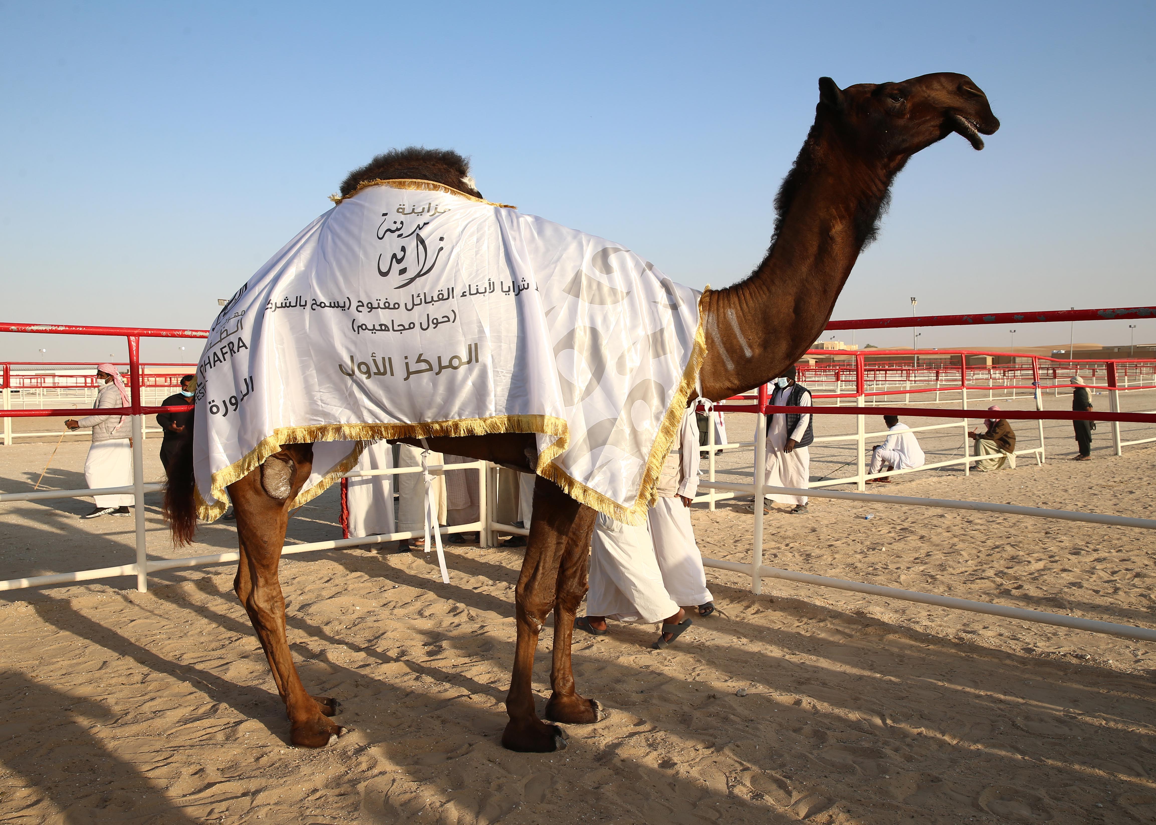 تتويج الفائزين في أشواط الثنايا  والحول المجاهيم في مزاينة مدينة زايد للإبل