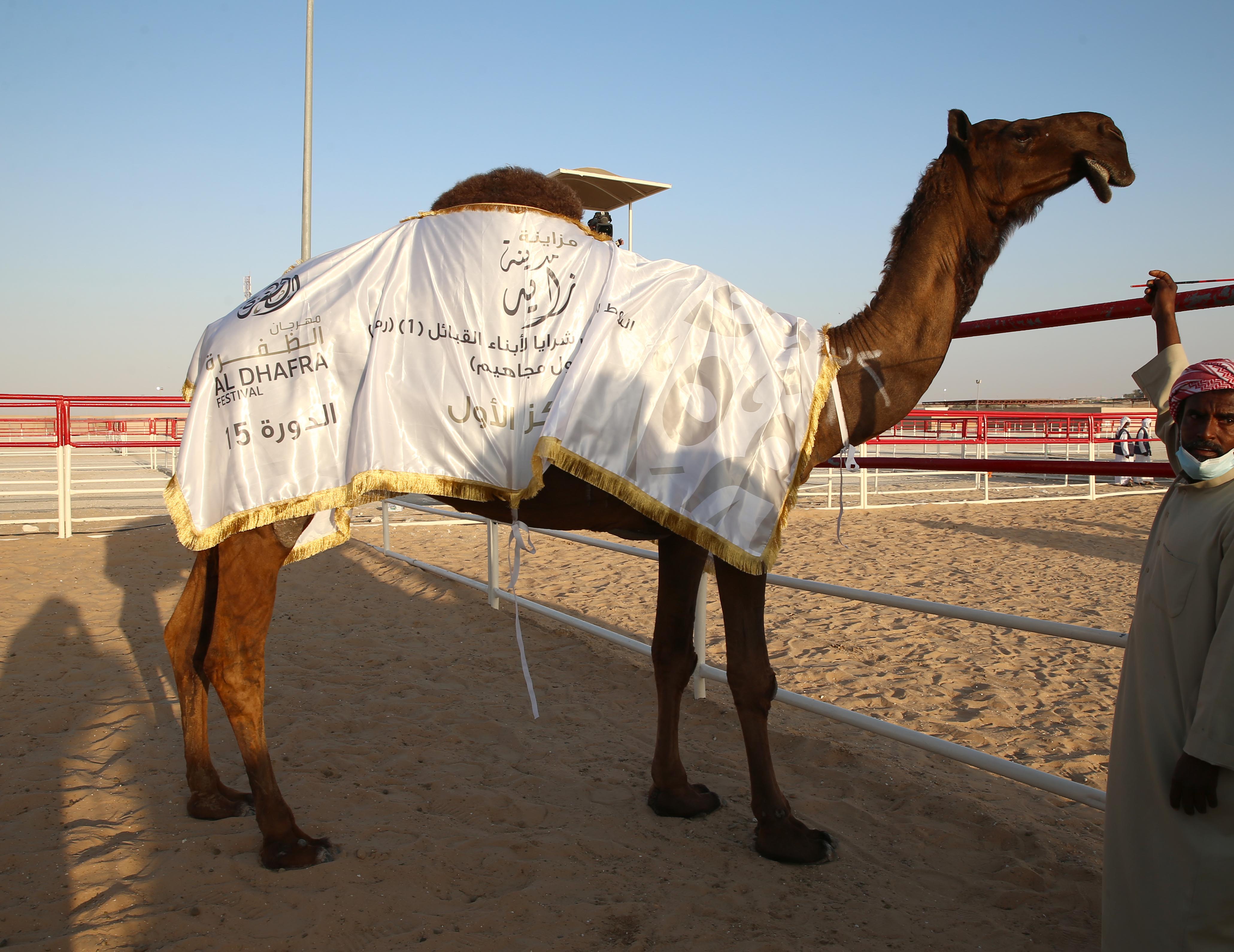 تتويج الفائزين في أشواط الثنايا  والحول المجاهيم في مزاينة مدينة زايد للإبل