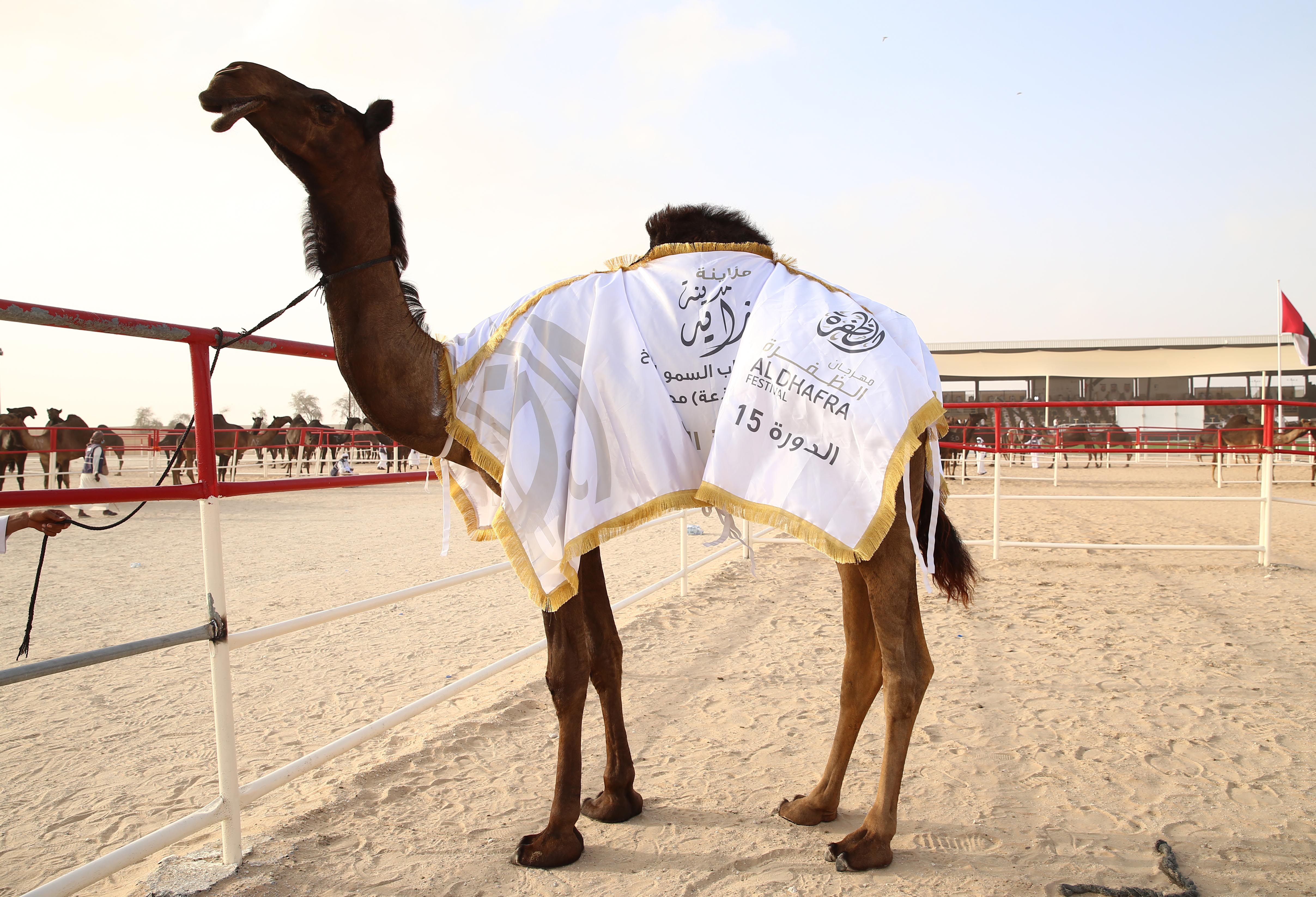 تتويج الفائزين في أشواط الثنايا  والحول المجاهيم في مزاينة مدينة زايد للإبل