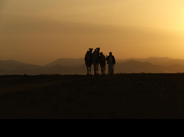 مهرجان محمد بن زايد لسباق الهجن ومزاينة الإبل يعلن نتائج مزاينة المفاريد