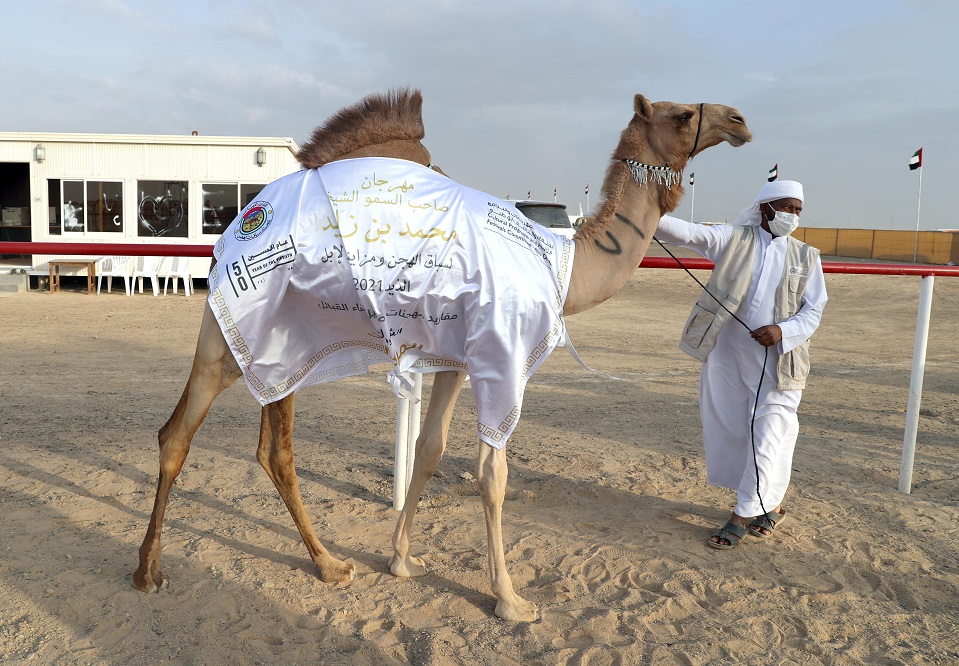 مهرجان محمد بن زايد لسباق الهجن ومزاينة الإبل يعلن نتائج مزاينة المفاريد