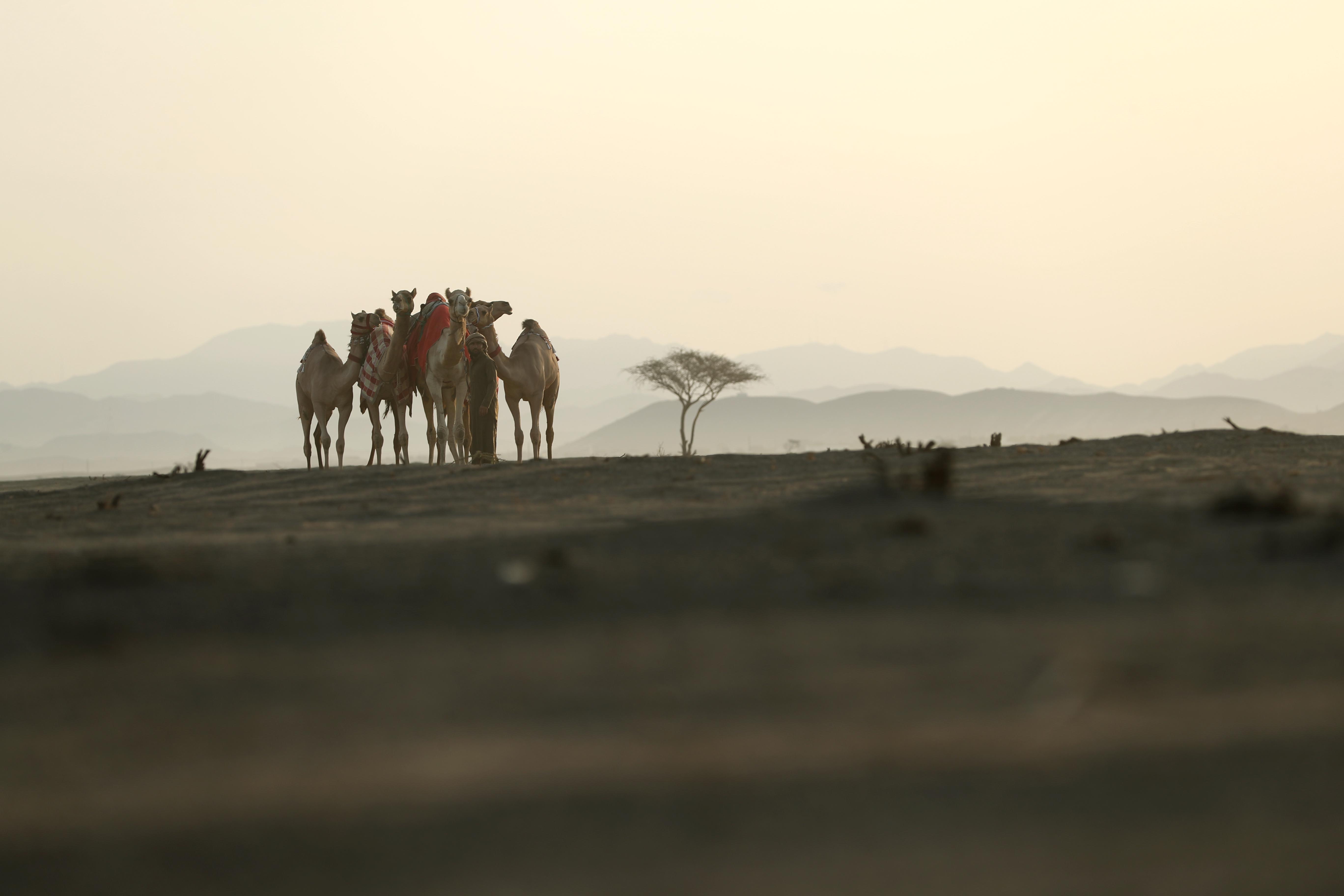 مهرجان محمد بن زايد لسباق الهجن ومزاينة الإبل يعلن نتائج مزاينة المفاريد