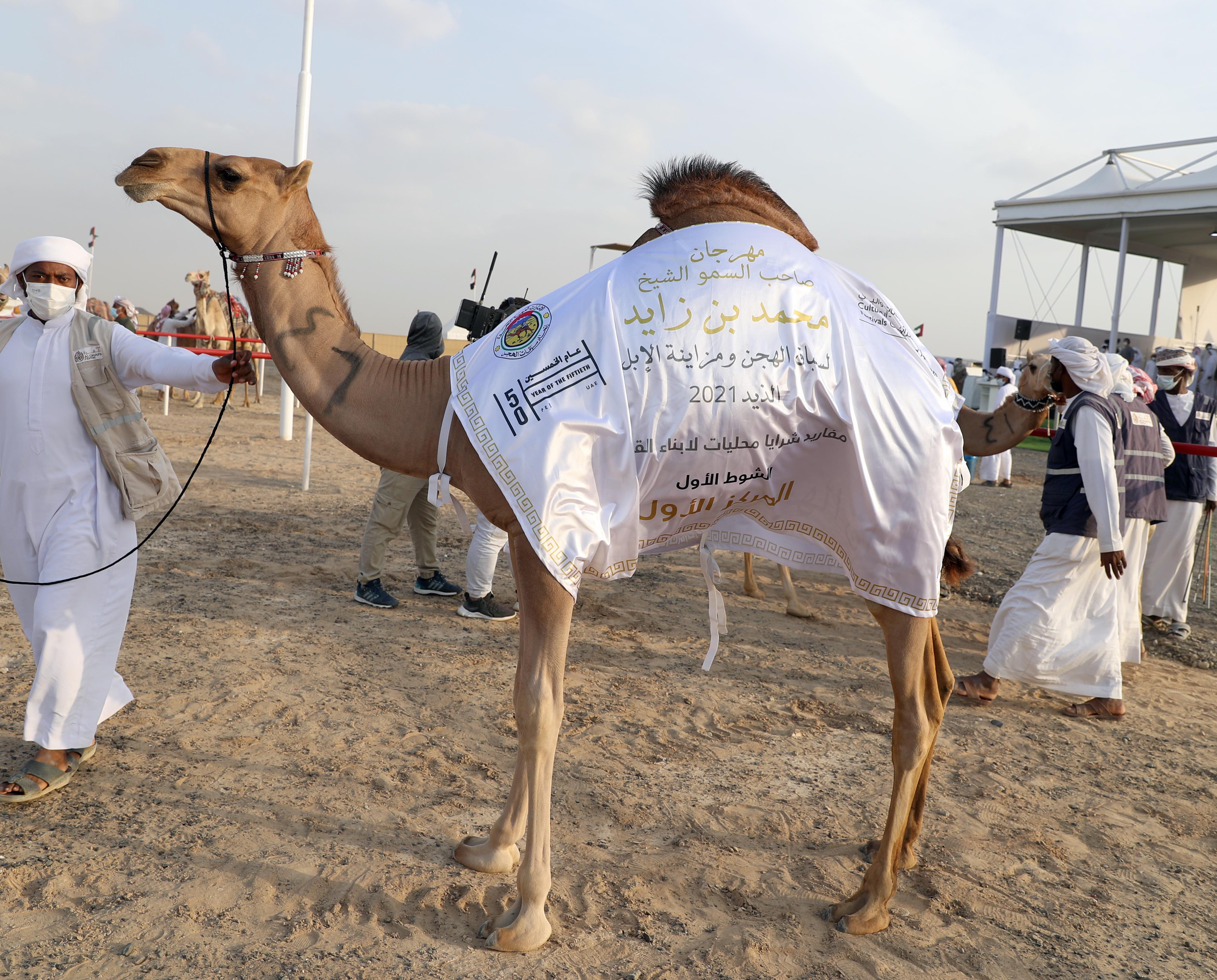 مهرجان محمد بن زايد لسباق الهجن ومزاينة الإبل يعلن نتائج مزاينة المفاريد