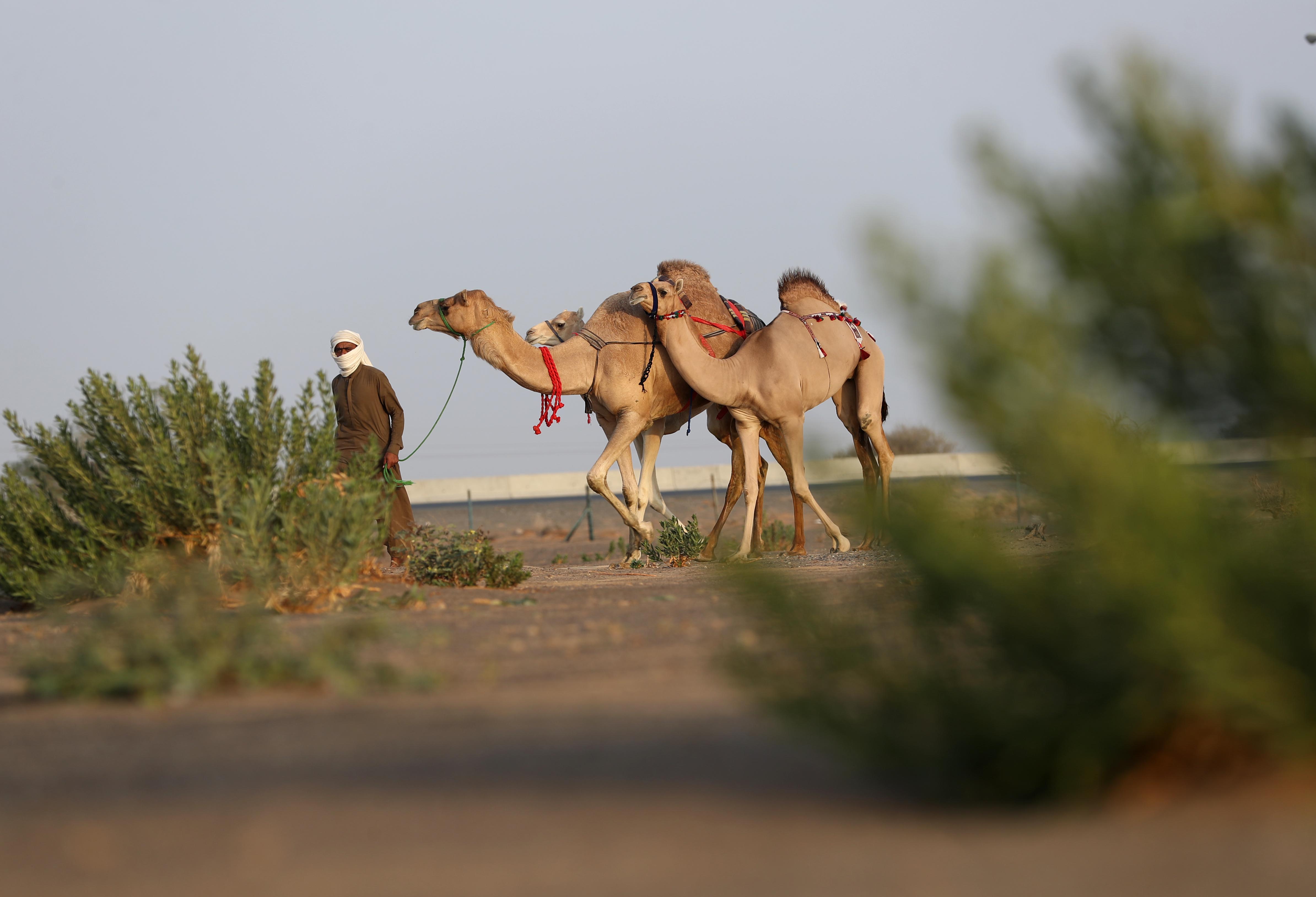 مهرجان محمد بن زايد لسباق الهجن ومزاينة الإبل يعلن نتائج مزاينة المفاريد