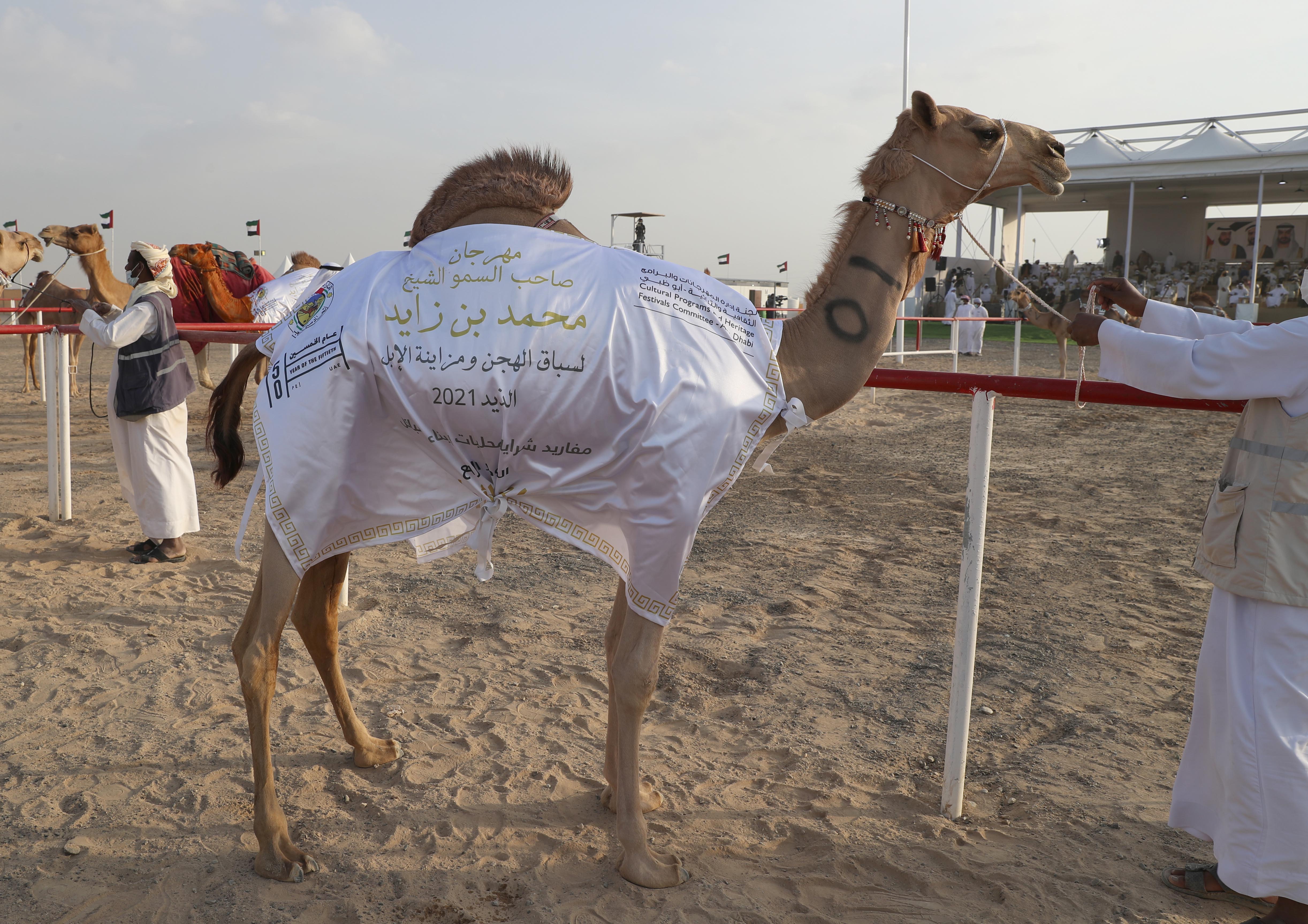 مهرجان محمد بن زايد لسباق الهجن ومزاينة الإبل يعلن نتائج مزاينة المفاريد