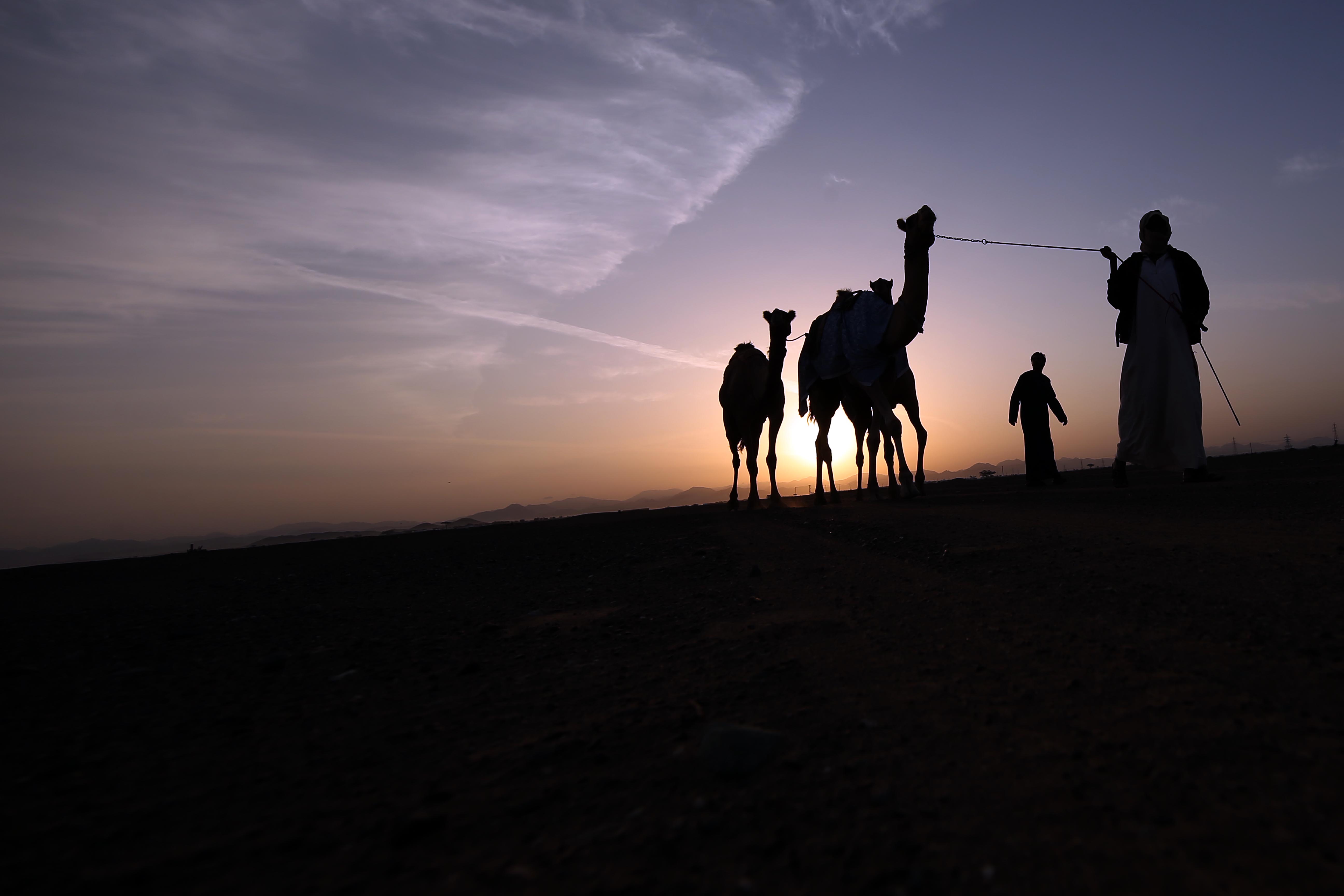 مهرجان محمد بن زايد لسباق الهجن ومزاينة الإبل يعلن نتائج مزاينة المفاريد