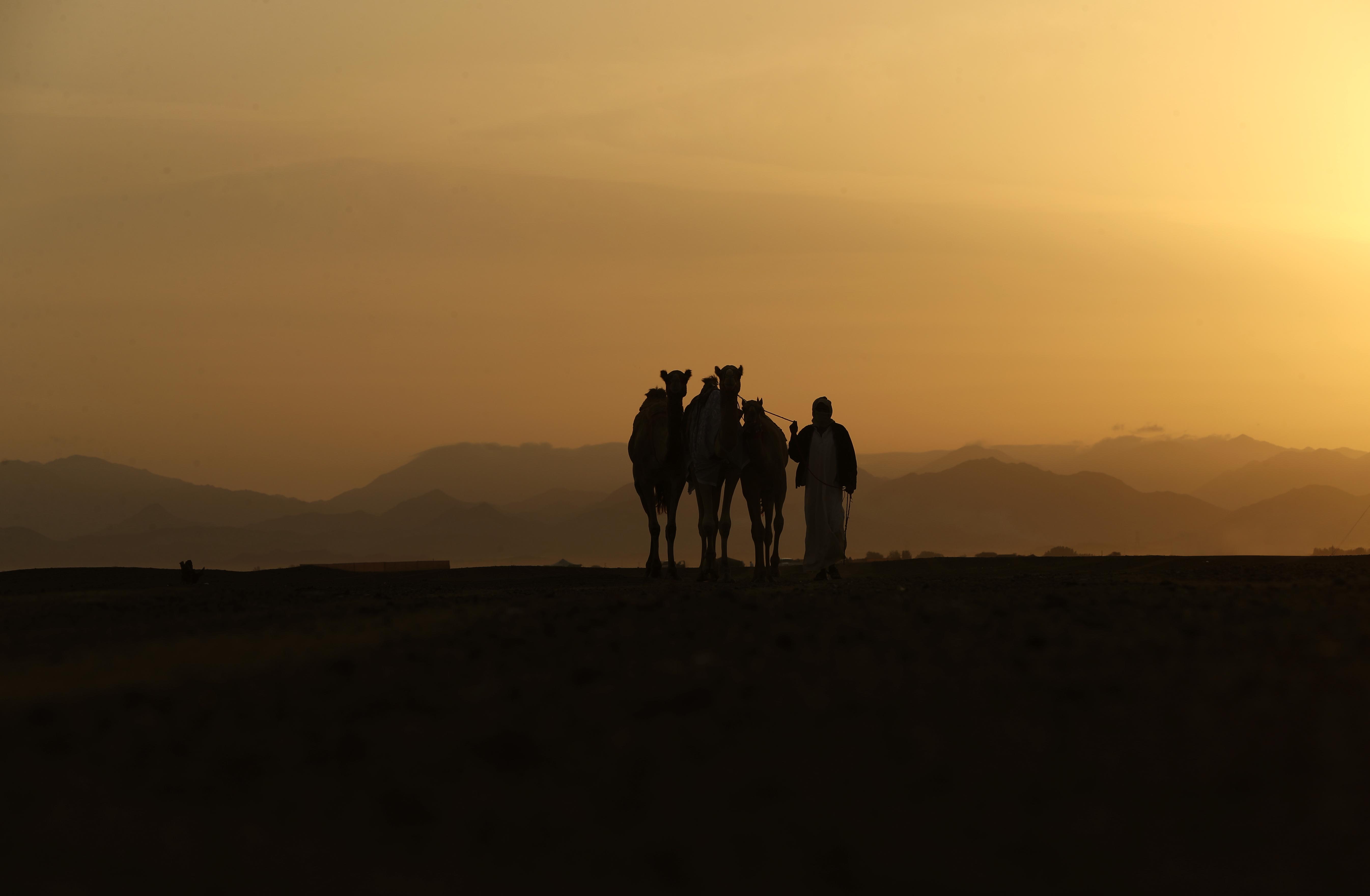 مهرجان محمد بن زايد لسباق الهجن ومزاينة الإبل يعلن نتائج مزاينة المفاريد