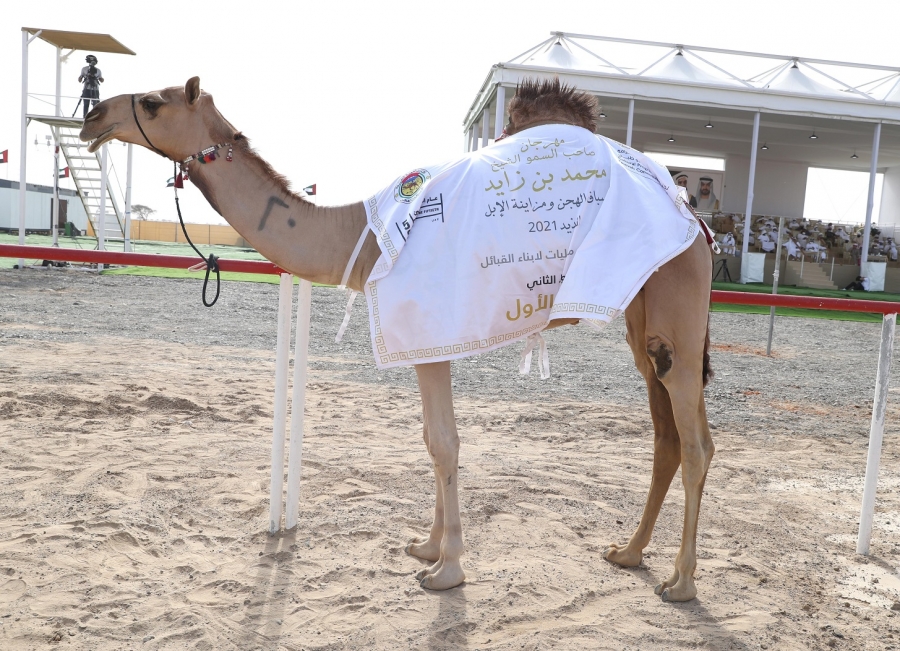 تتويج الفائزين بمزاينة الحقايق في مهرجان محمد بن زايد لسباق الهجن ومزاينة الإبل