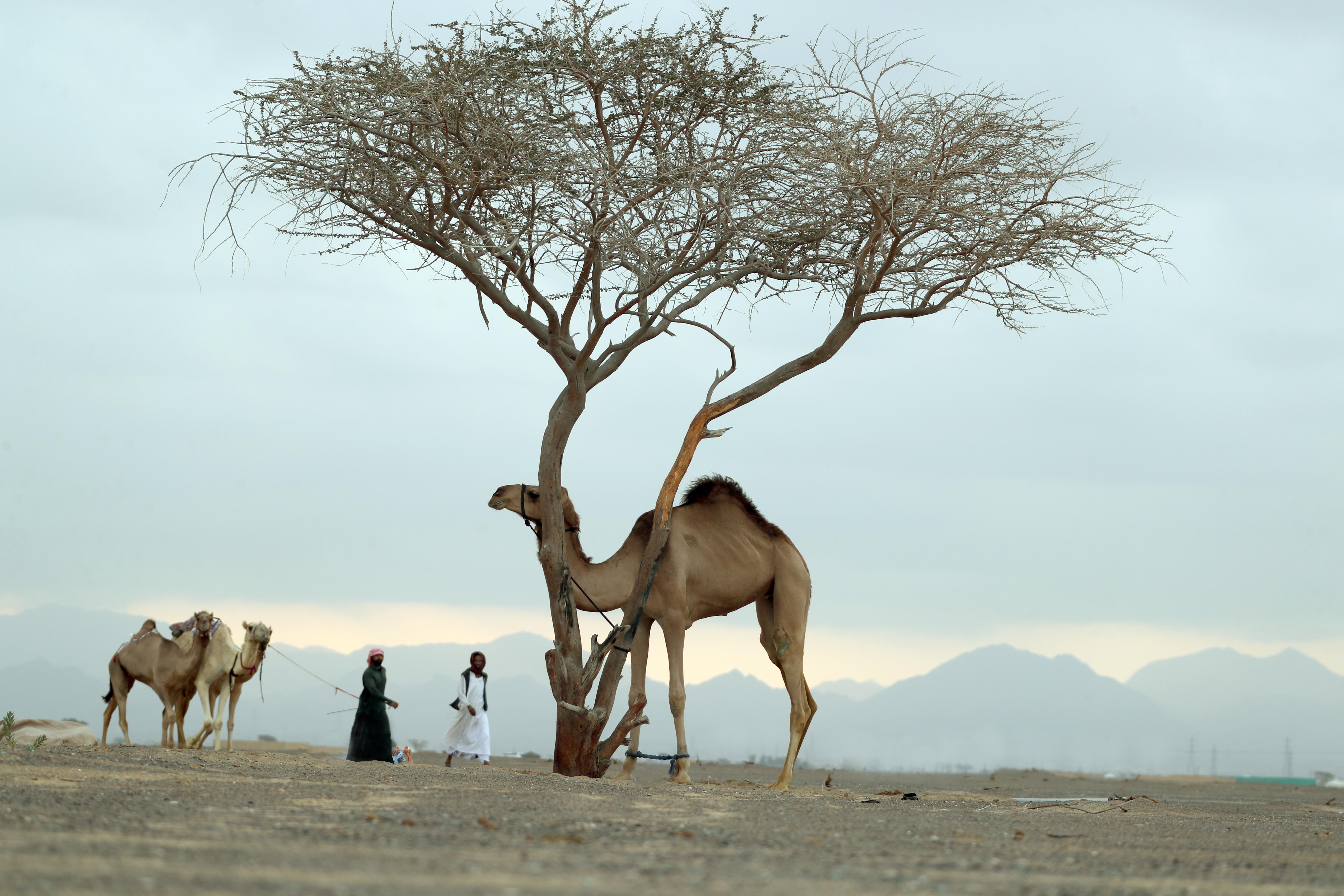 تتويج الفائزين بمزاينة الحقايق في مهرجان محمد بن زايد لسباق الهجن ومزاينة الإبل