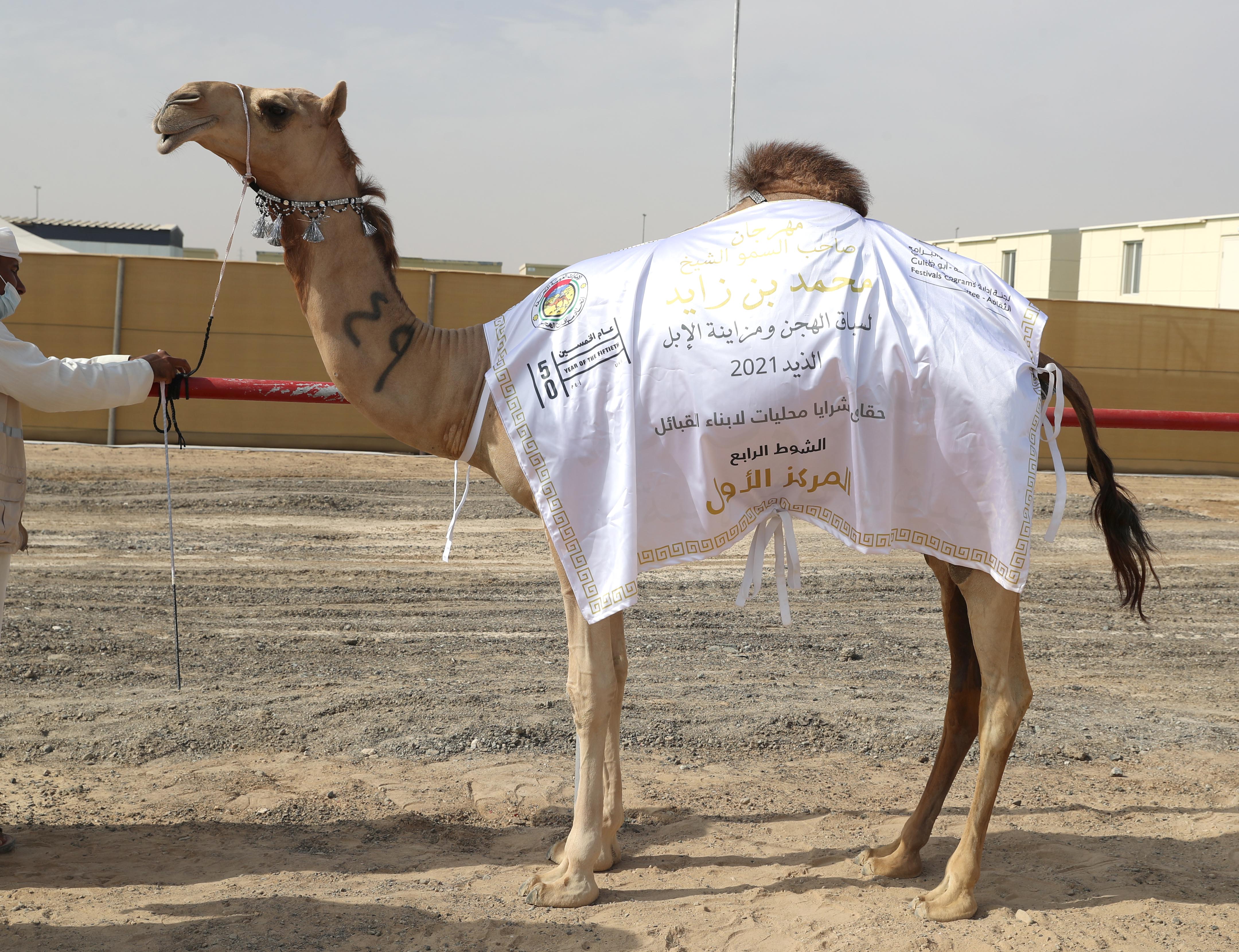 تتويج الفائزين بمزاينة الحقايق في مهرجان محمد بن زايد لسباق الهجن ومزاينة الإبل