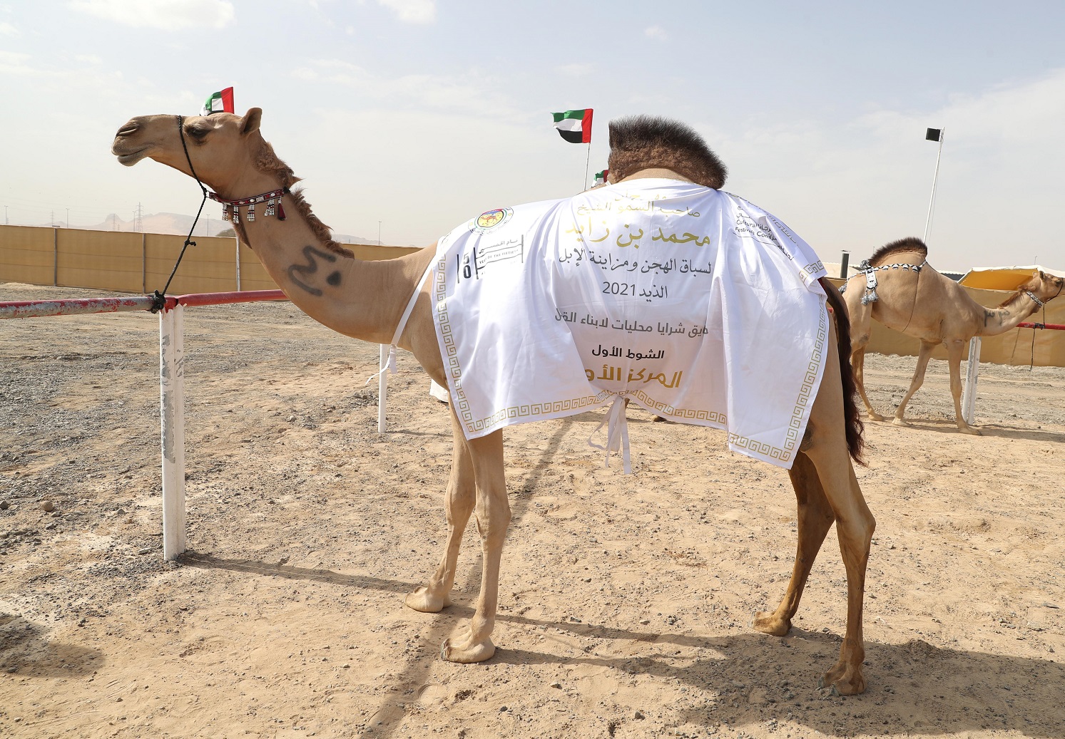 تتويج الفائزين بمزاينة الحقايق في مهرجان محمد بن زايد لسباق الهجن ومزاينة الإبل