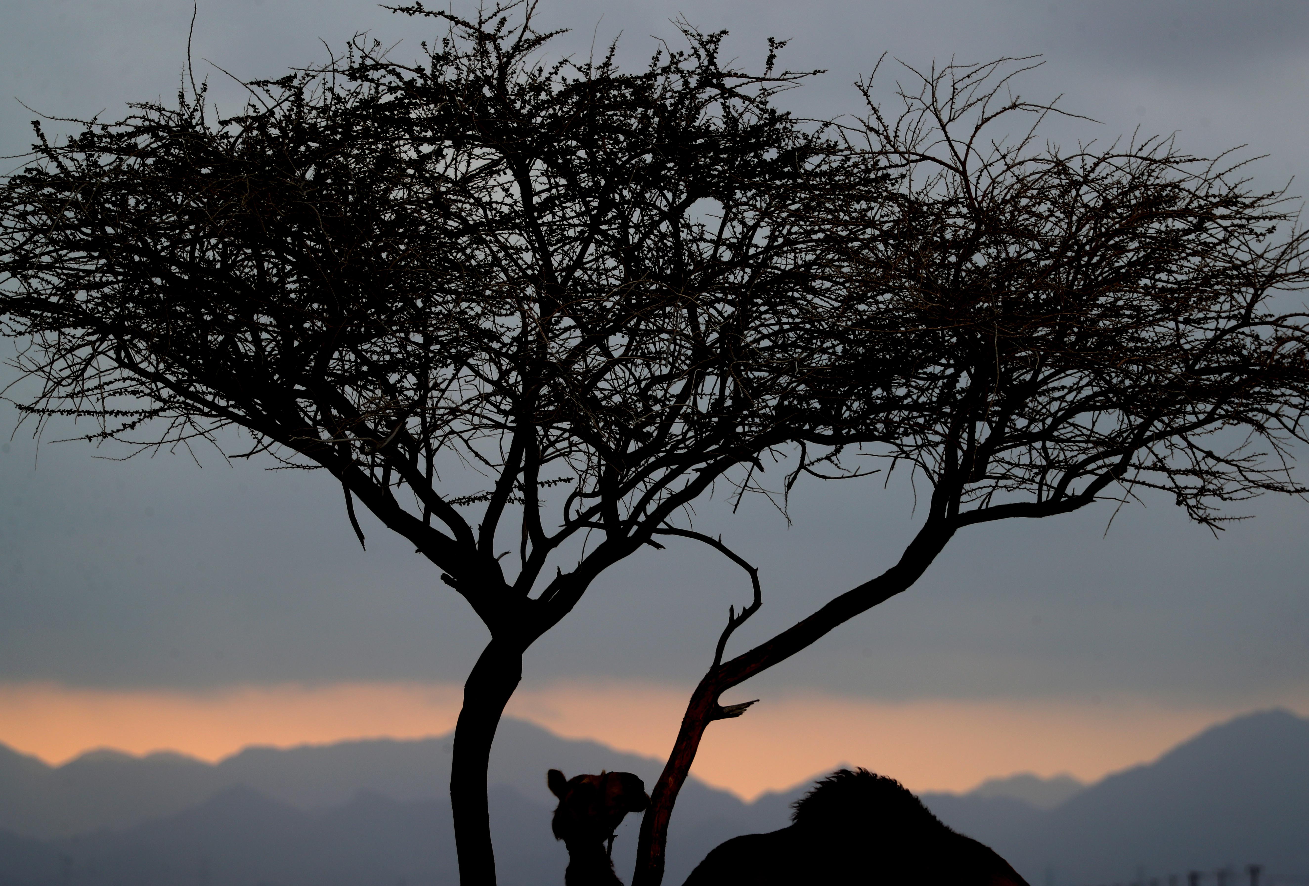 تتويج الفائزين بمزاينة الحقايق في مهرجان محمد بن زايد لسباق الهجن ومزاينة الإبل