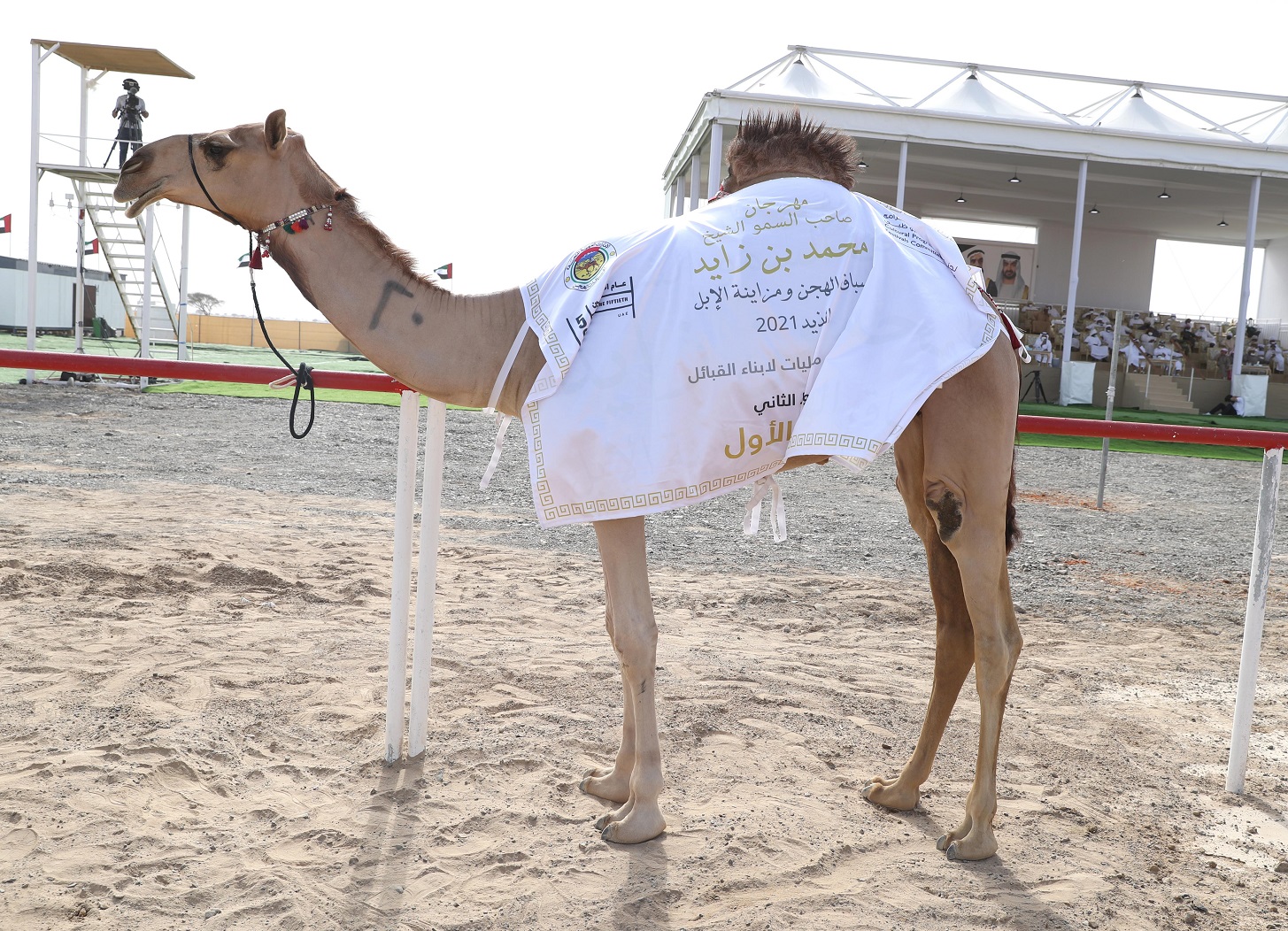 تتويج الفائزين بمزاينة الحقايق في مهرجان محمد بن زايد لسباق الهجن ومزاينة الإبل