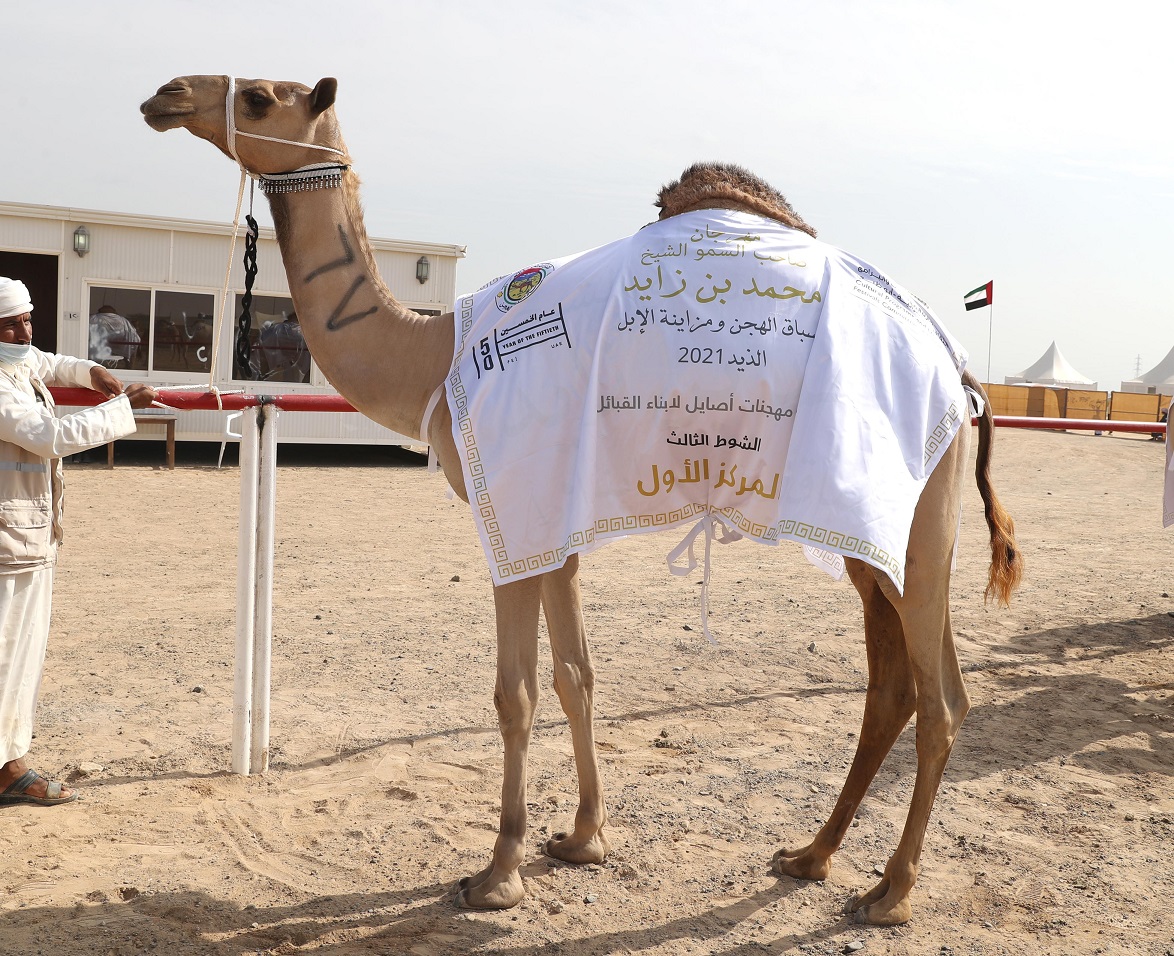 تتويج الفائزين بمزاينة الحقايق في مهرجان محمد بن زايد لسباق الهجن ومزاينة الإبل