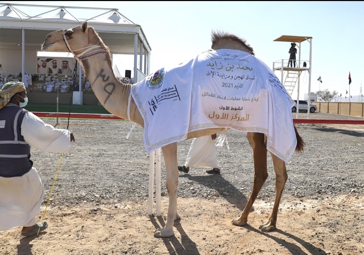 فارس المزروعي يتفقد  مزاينة الإبل في مهرجان محمد بن زايد لسباق الهجن ومزاينة الإبل