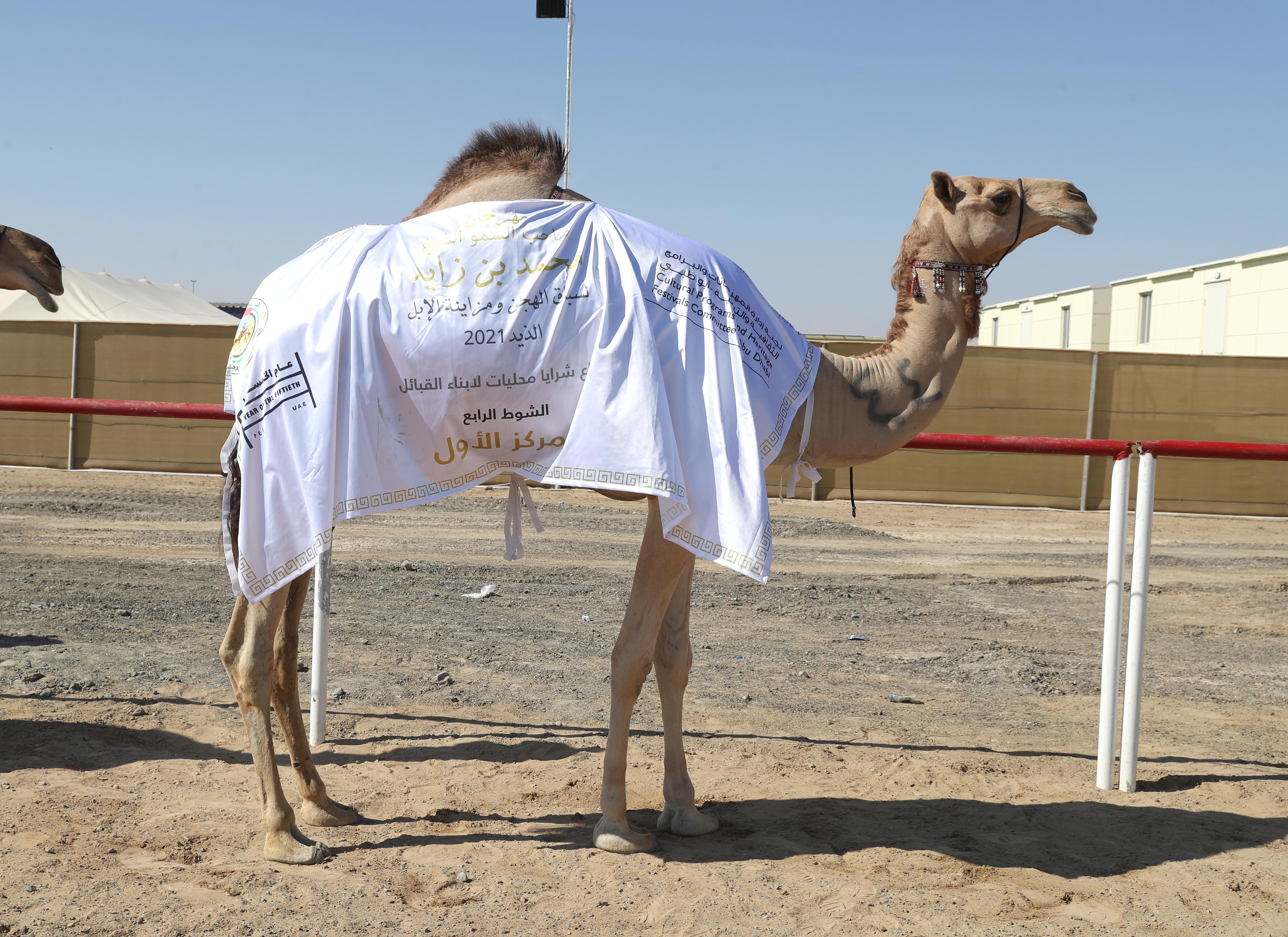 فارس المزروعي يتفقد  مزاينة الإبل في مهرجان محمد بن زايد لسباق الهجن ومزاينة الإبل