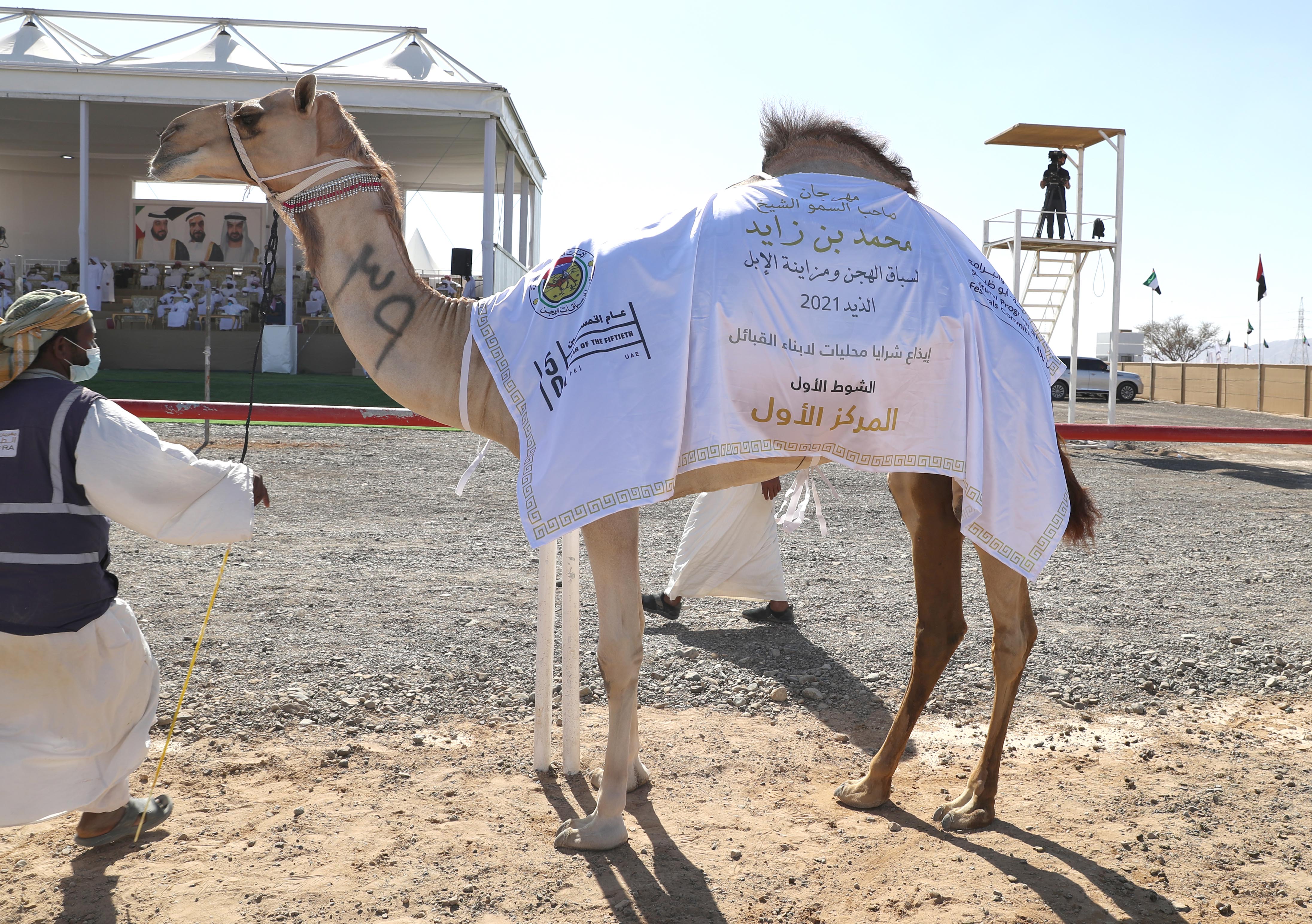 فارس المزروعي يتفقد  مزاينة الإبل في مهرجان محمد بن زايد لسباق الهجن ومزاينة الإبل