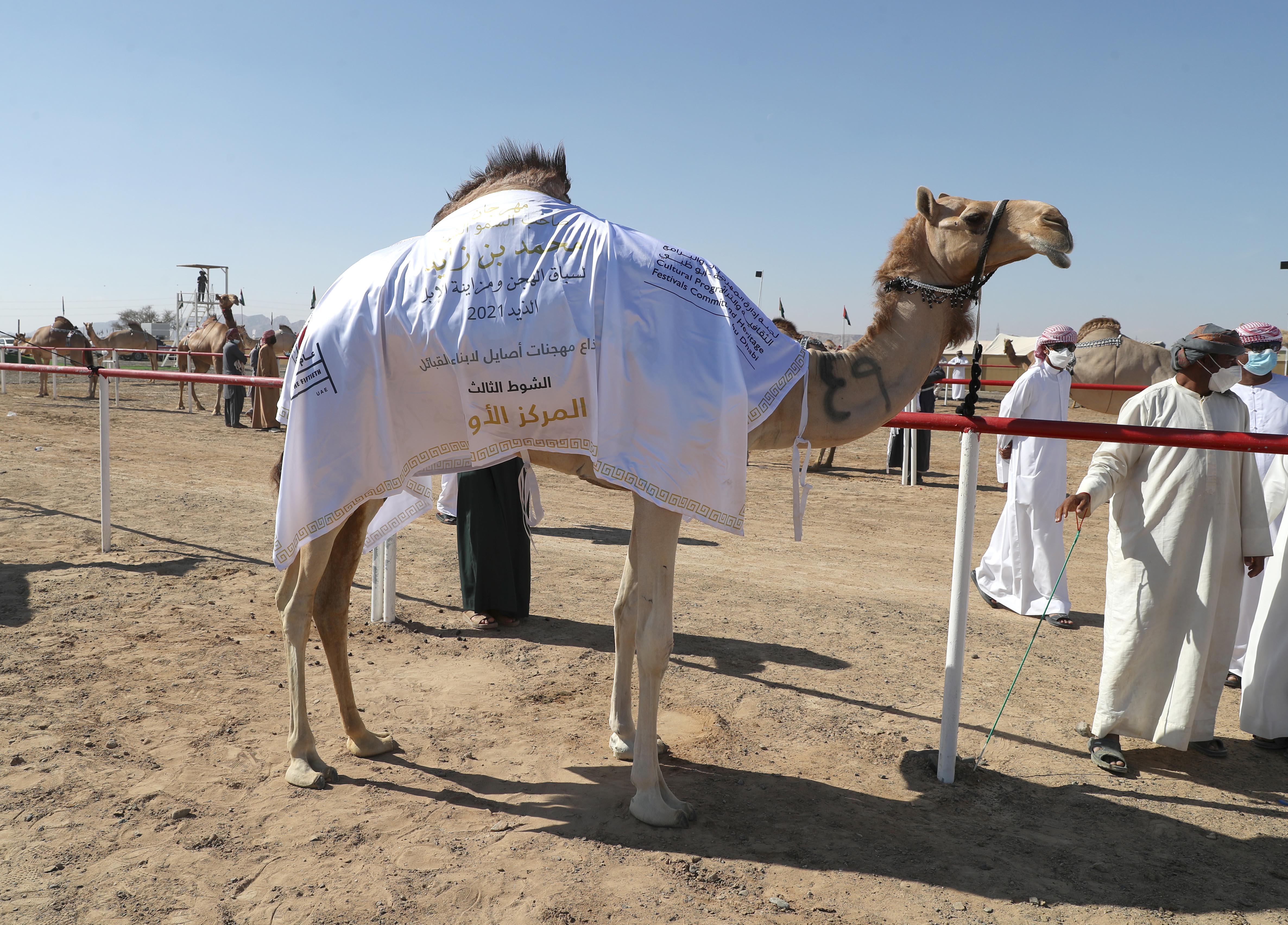 فارس المزروعي يتفقد  مزاينة الإبل في مهرجان محمد بن زايد لسباق الهجن ومزاينة الإبل