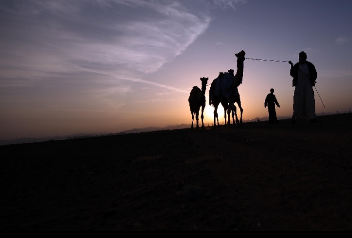 مسابقة المحالب في مهرجان محمد بن زايد لسباق الهجن ومزاينة الابل تشهد إقبالاً كبيراً