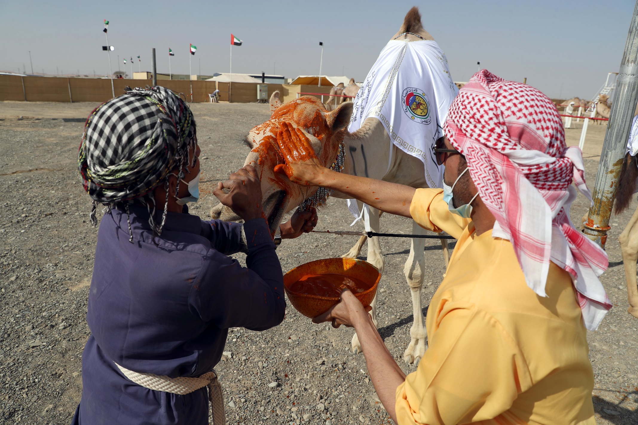 مسابقة المحالب في مهرجان محمد بن زايد لسباق الهجن ومزاينة الابل تشهد إقبالاً كبيراً