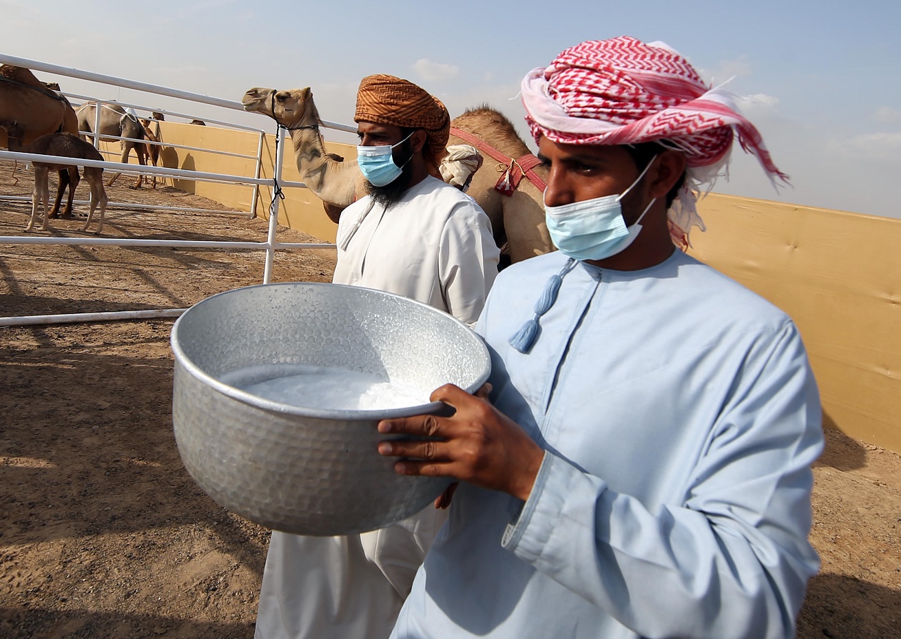 مسابقة المحالب في مهرجان محمد بن زايد لسباق الهجن ومزاينة الابل تشهد إقبالاً كبيراً