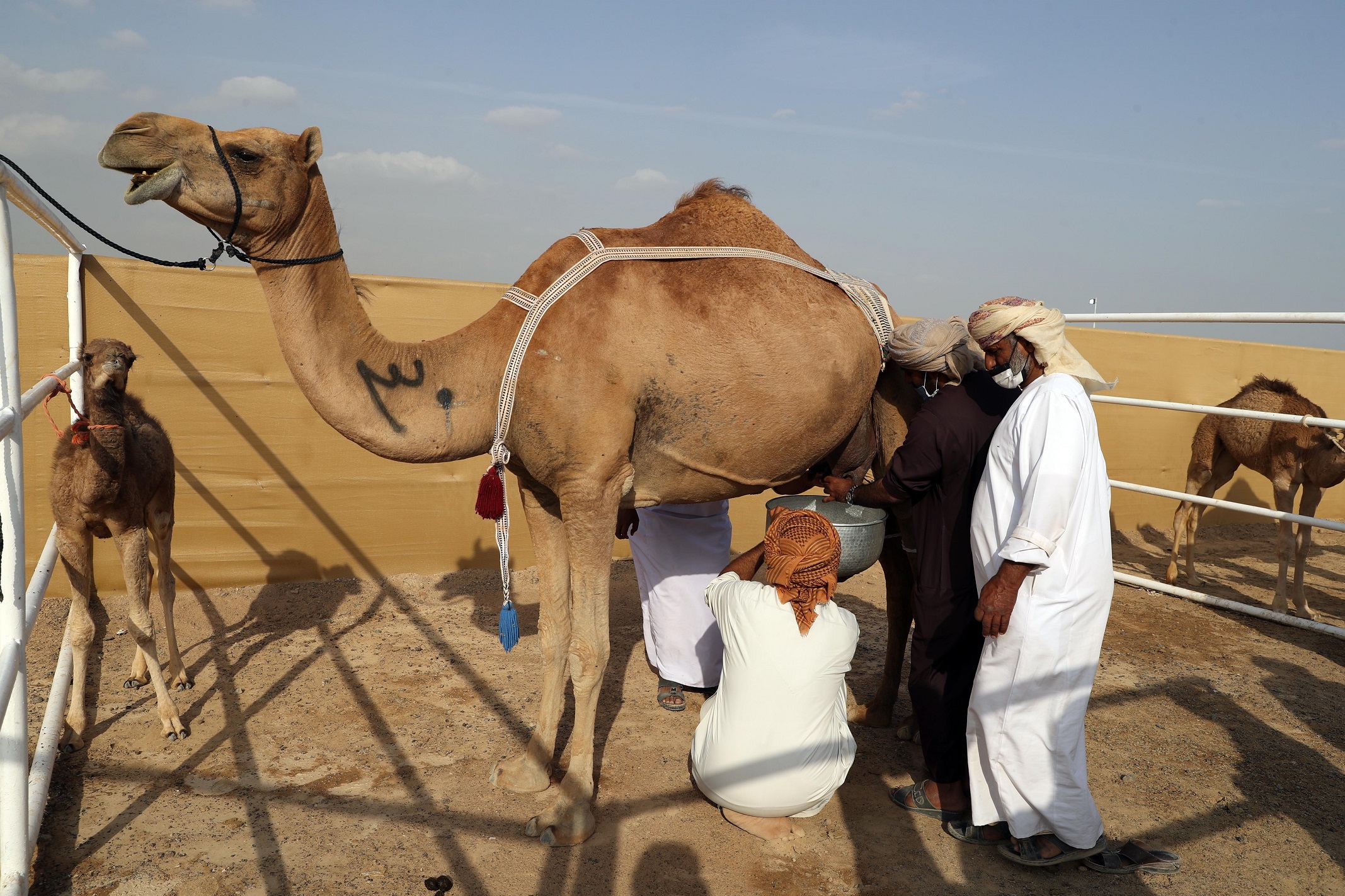 مسابقة المحالب في مهرجان محمد بن زايد لسباق الهجن ومزاينة الابل تشهد إقبالاً كبيراً