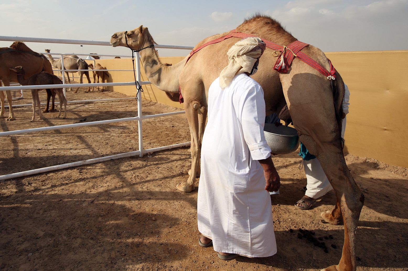 مسابقة المحالب في مهرجان محمد بن زايد لسباق الهجن ومزاينة الابل تشهد إقبالاً كبيراً