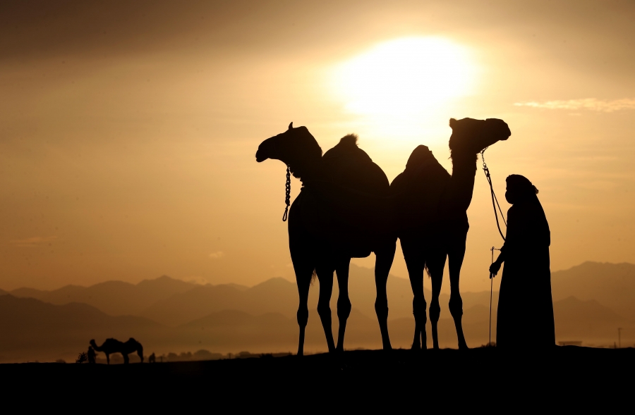 منافسات قوية بين مُلاك إبل الثنايا في مهرجان محمد بن زايد لسباق الهجن ومزاينة الإبل