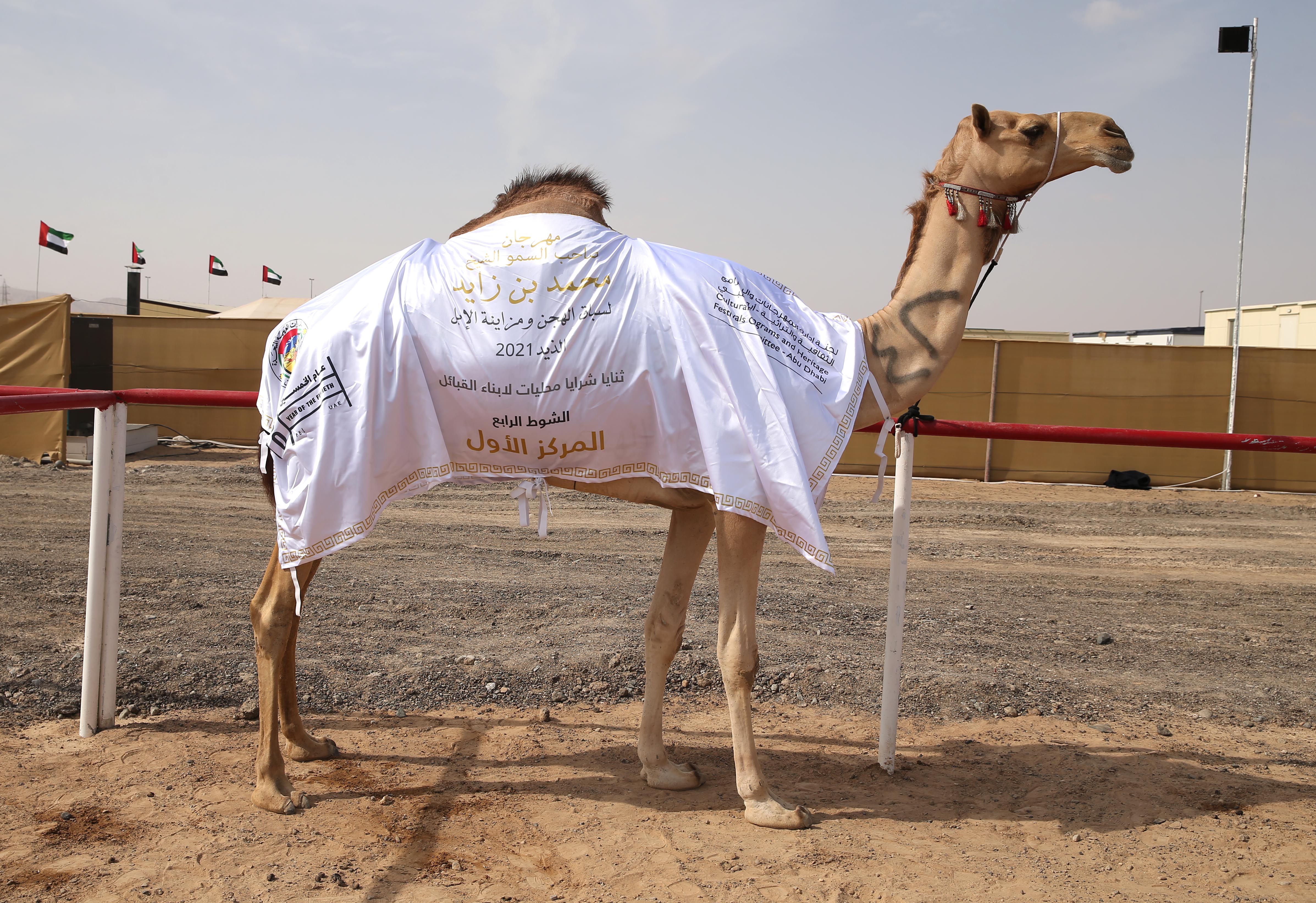 منافسات قوية بين مُلاك إبل الثنايا في مهرجان محمد بن زايد لسباق الهجن ومزاينة الإبل