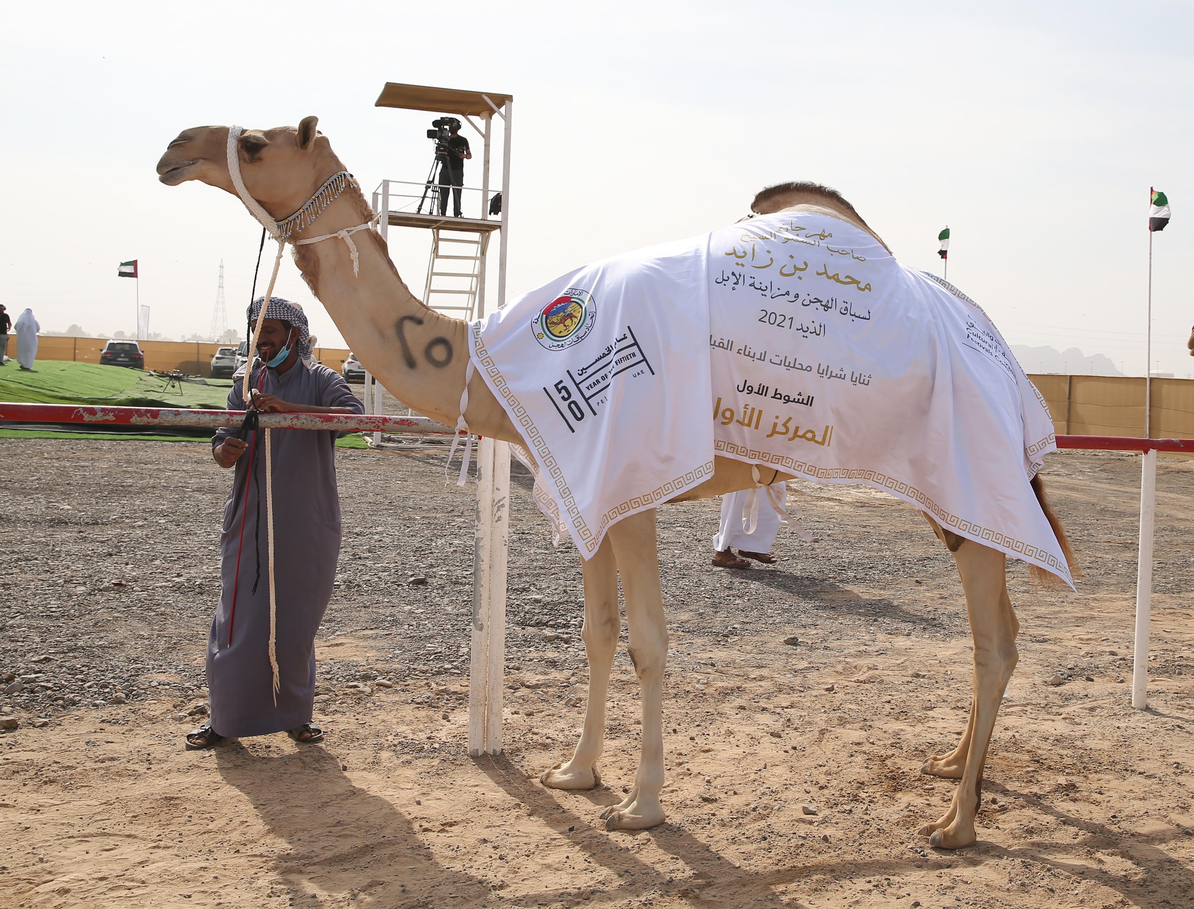 منافسات قوية بين مُلاك إبل الثنايا في مهرجان محمد بن زايد لسباق الهجن ومزاينة الإبل