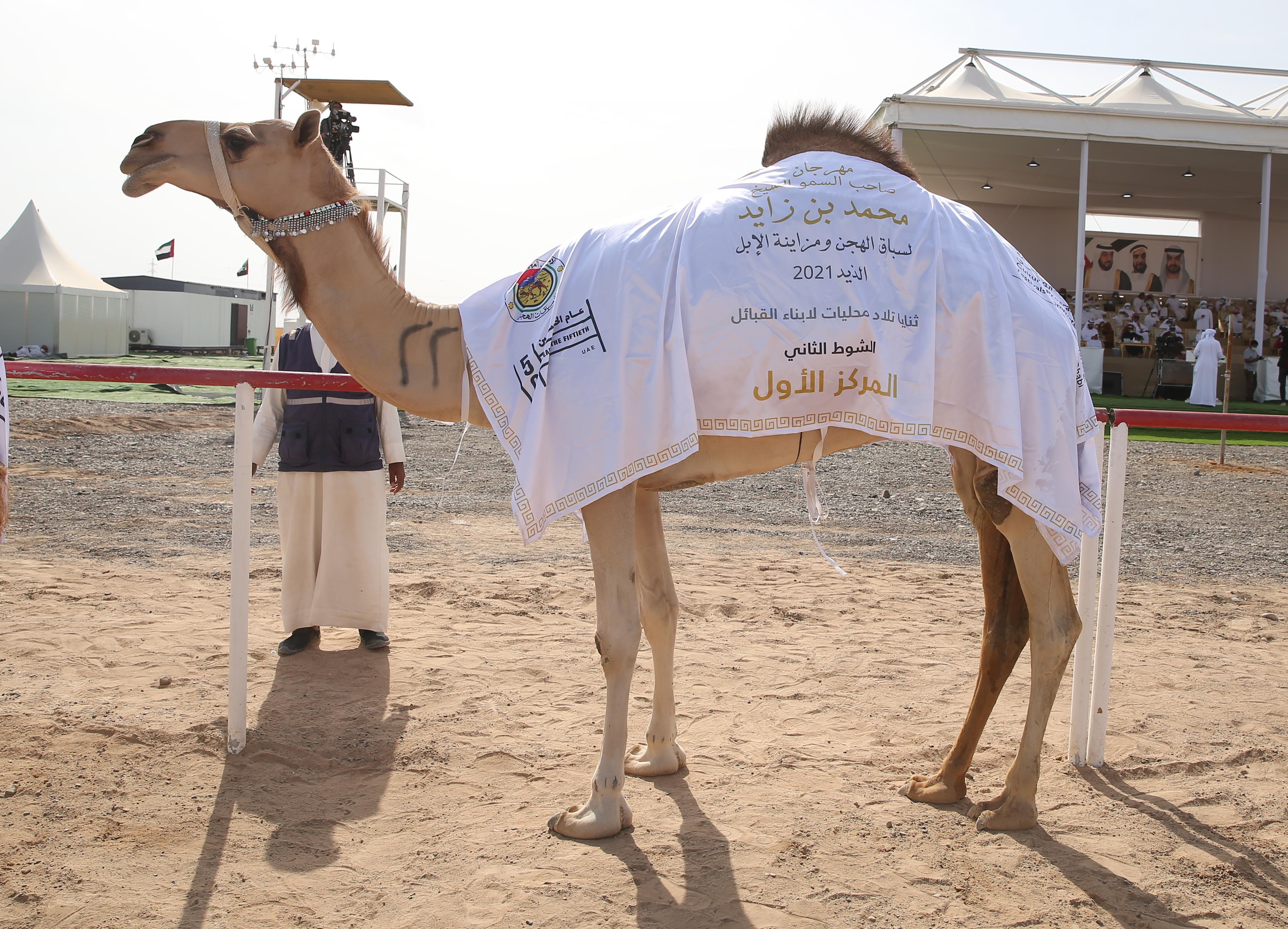 منافسات قوية بين مُلاك إبل الثنايا في مهرجان محمد بن زايد لسباق الهجن ومزاينة الإبل