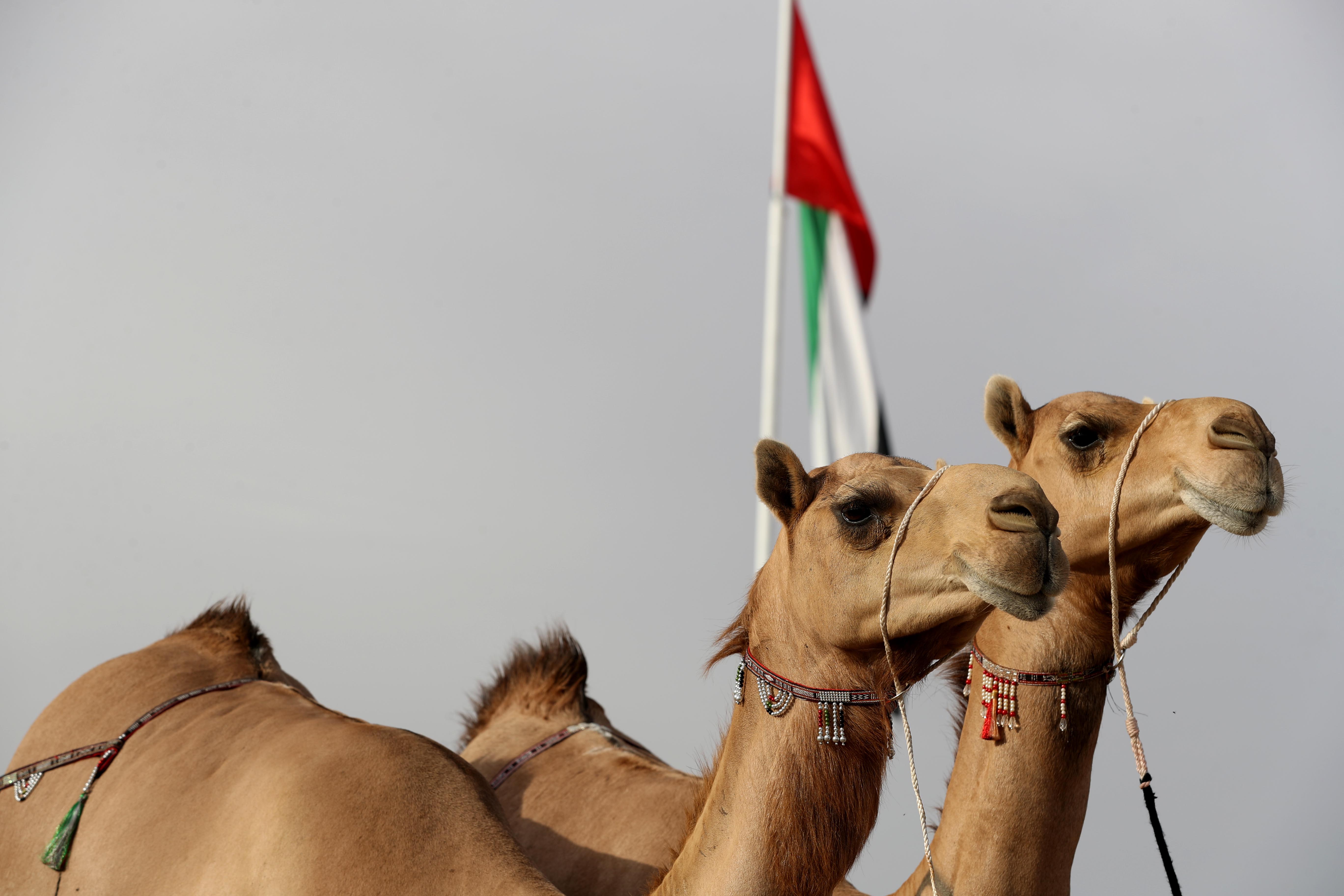منافسات قوية بين مُلاك إبل الثنايا في مهرجان محمد بن زايد لسباق الهجن ومزاينة الإبل