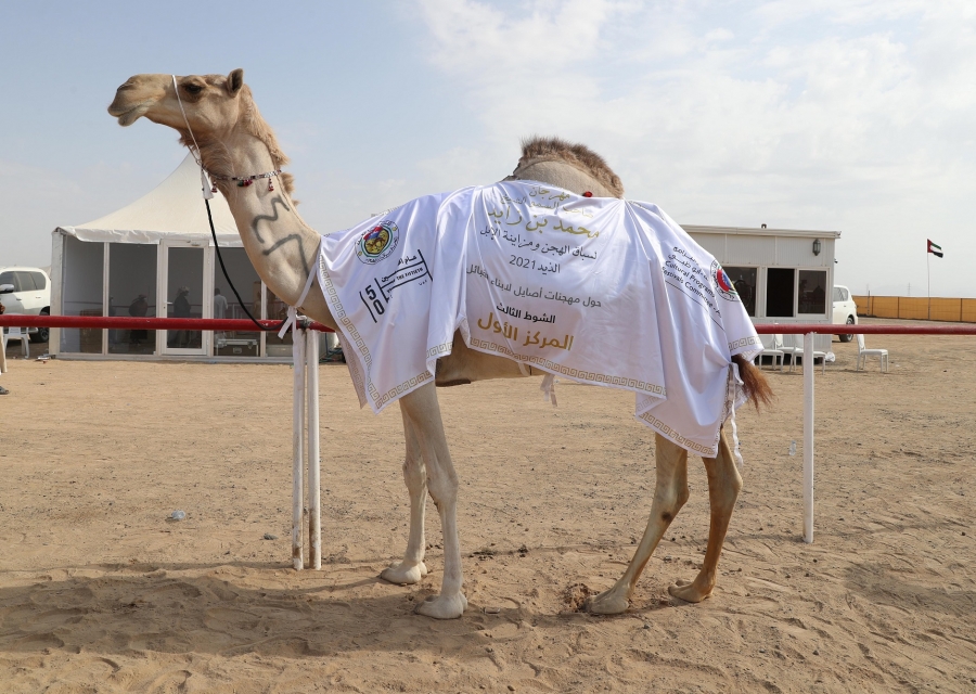 اختتام مزاينة الإبل في مهرجان محمد بن زايد لسباق الهجن ومزاينة الإبل