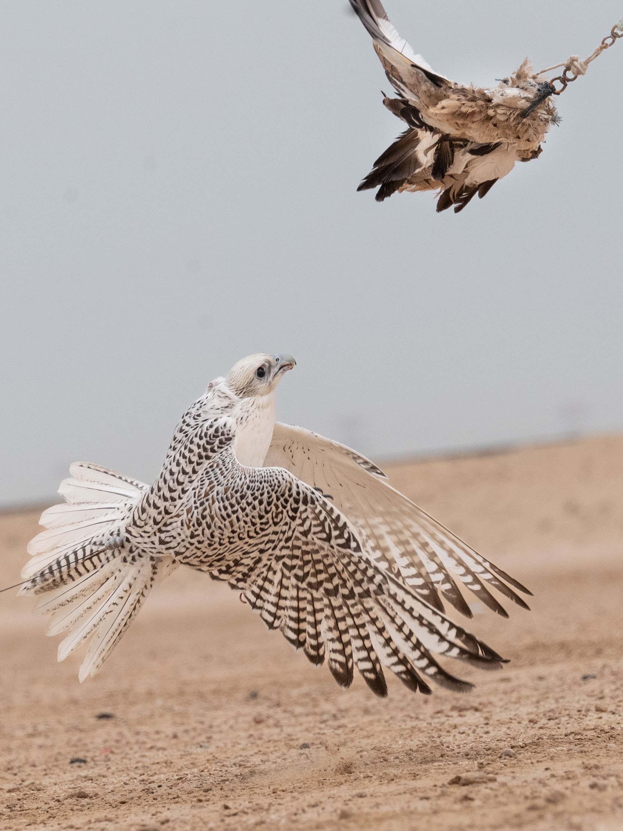 بطولة فزاع للصيد بالصقور تترقب حسم منافسات للعامة مُلاك